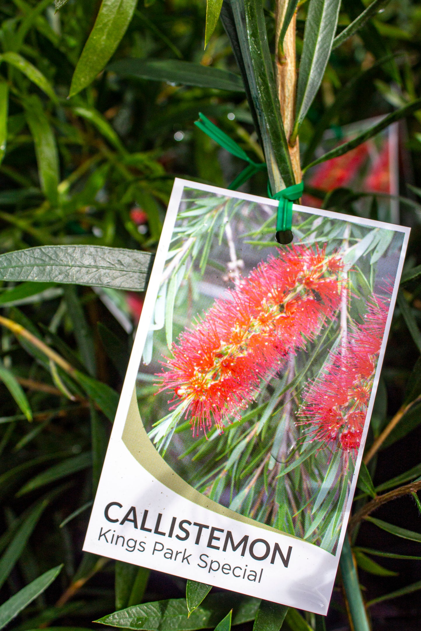 CALLISTEMON KINGS PARK SPECIAL 140MM