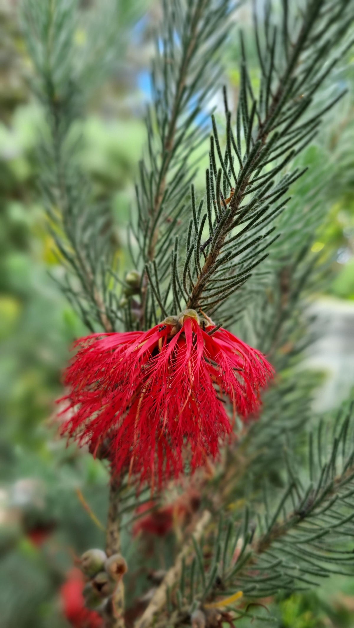 CALOTHAMNUS QUADRIFIDUS GREY 140MM