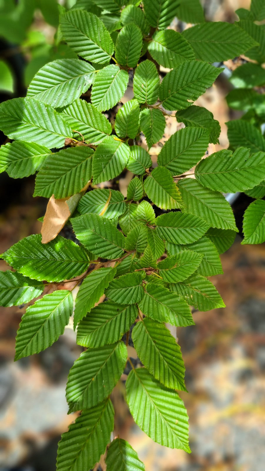 CARPINUS BETULUS HORNBEAM POTTED 400MM