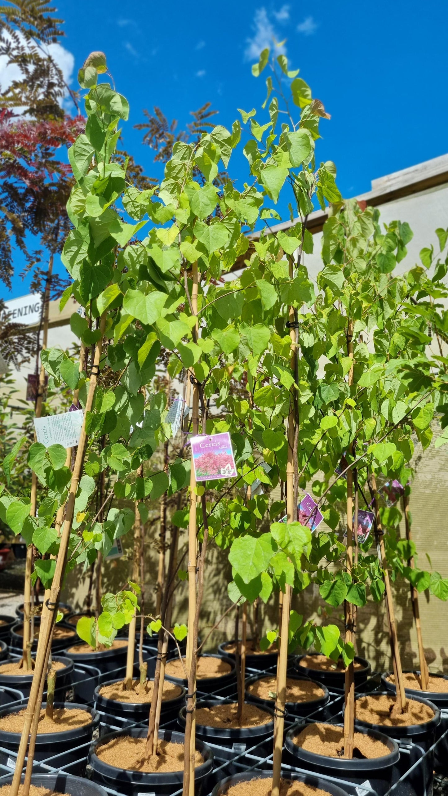 CERCIS CANADENSIS REDBUD 300MM
