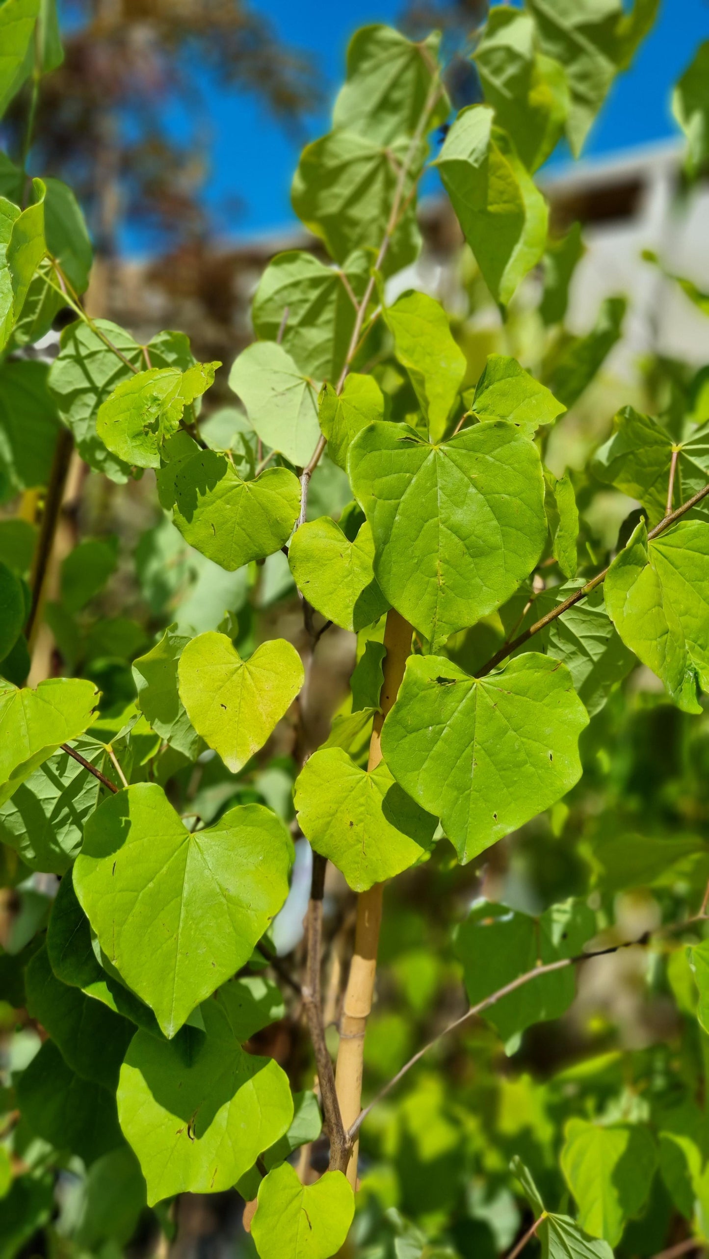 CERCIS CANADENSIS REDBUD 300MM