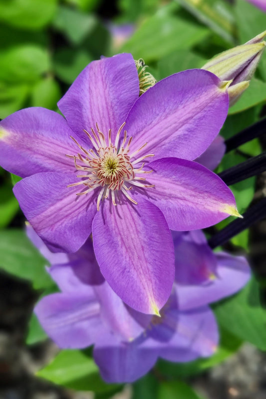 CLEMATIS BEAUTY OF RICHMOND 200MM