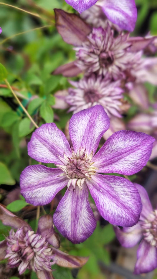 CLEMATIS CASSIS 200MM