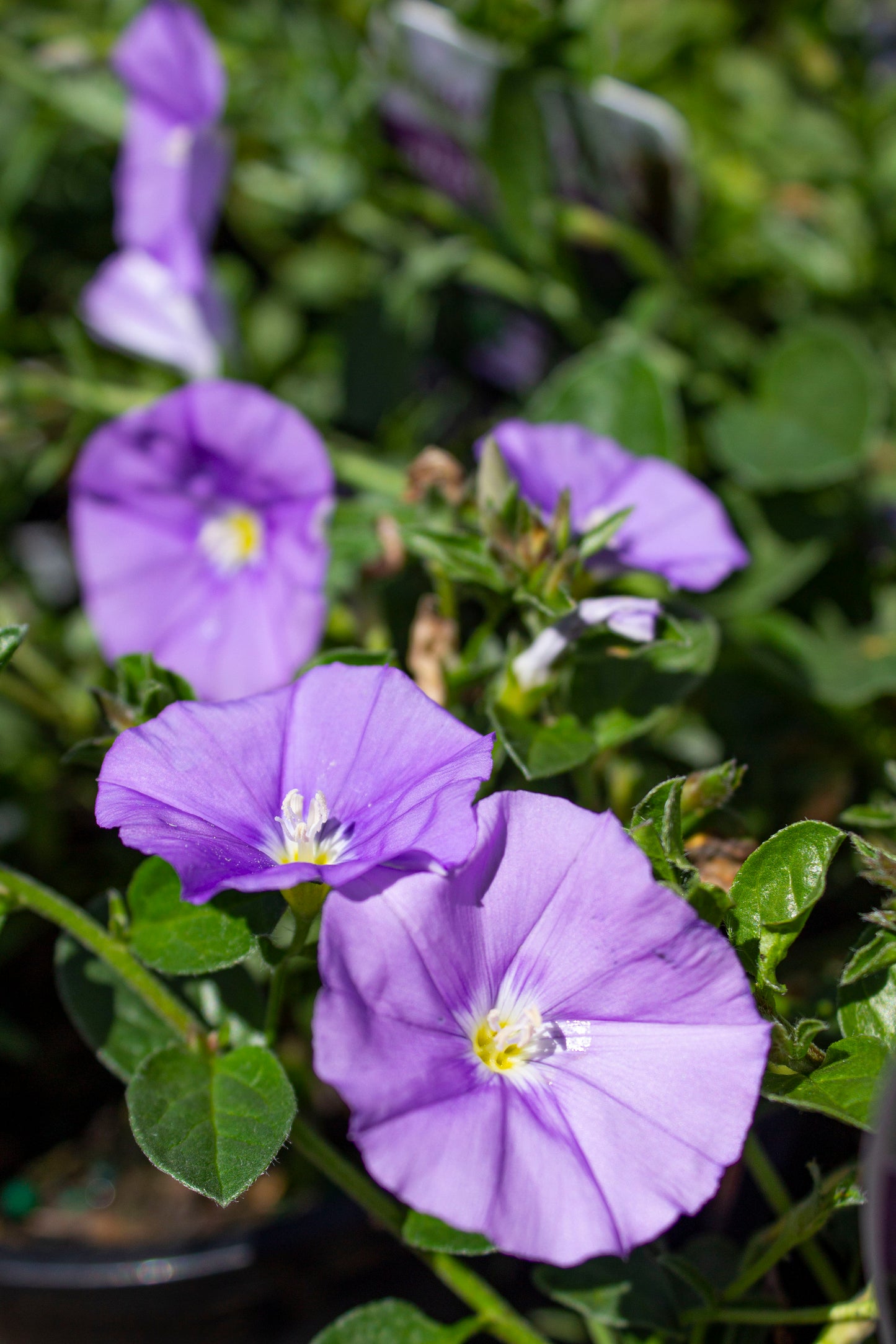 CONVOLVULUS SABIATUS 140MM