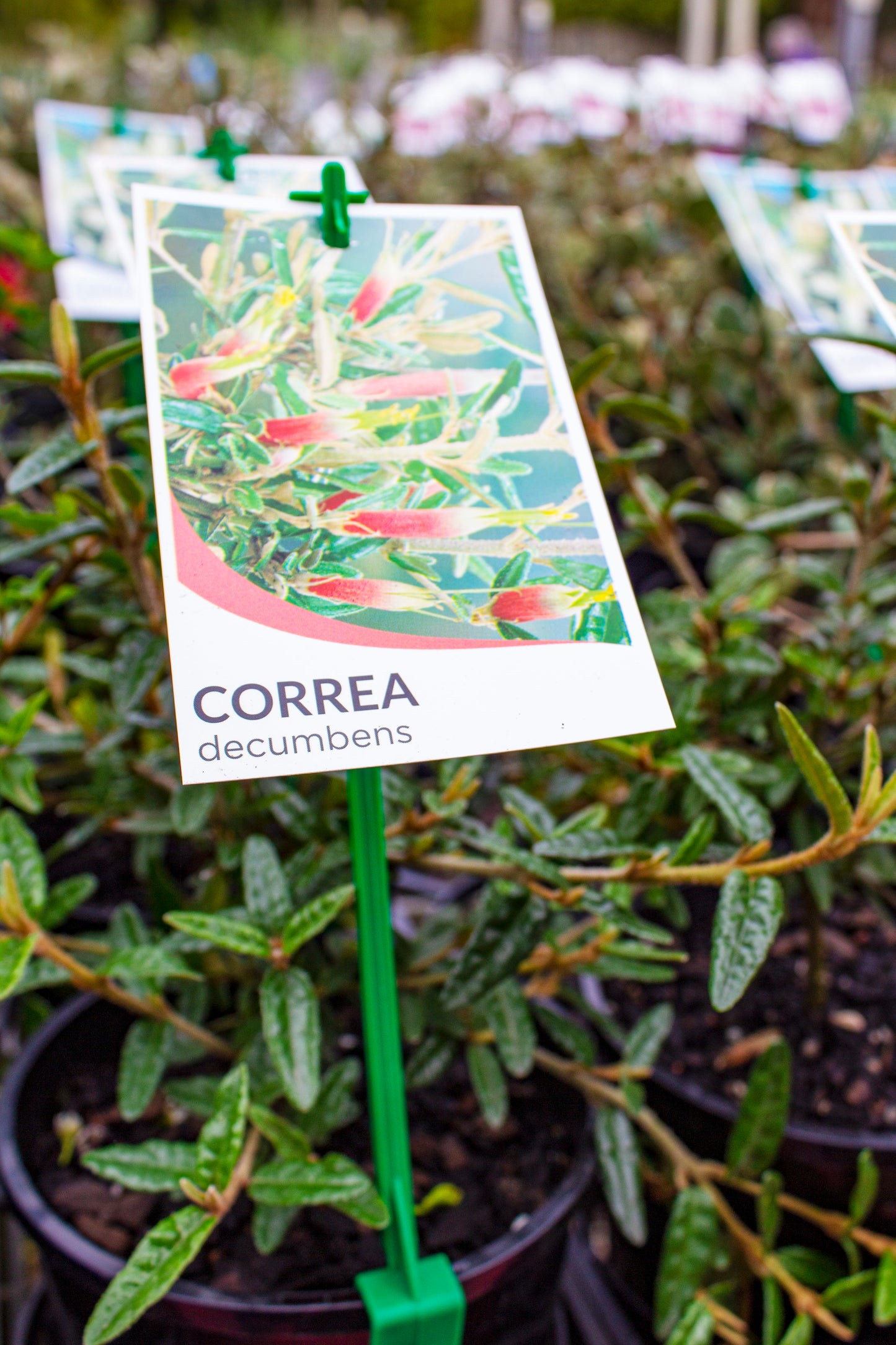CORREA DECUMBENS 140MM