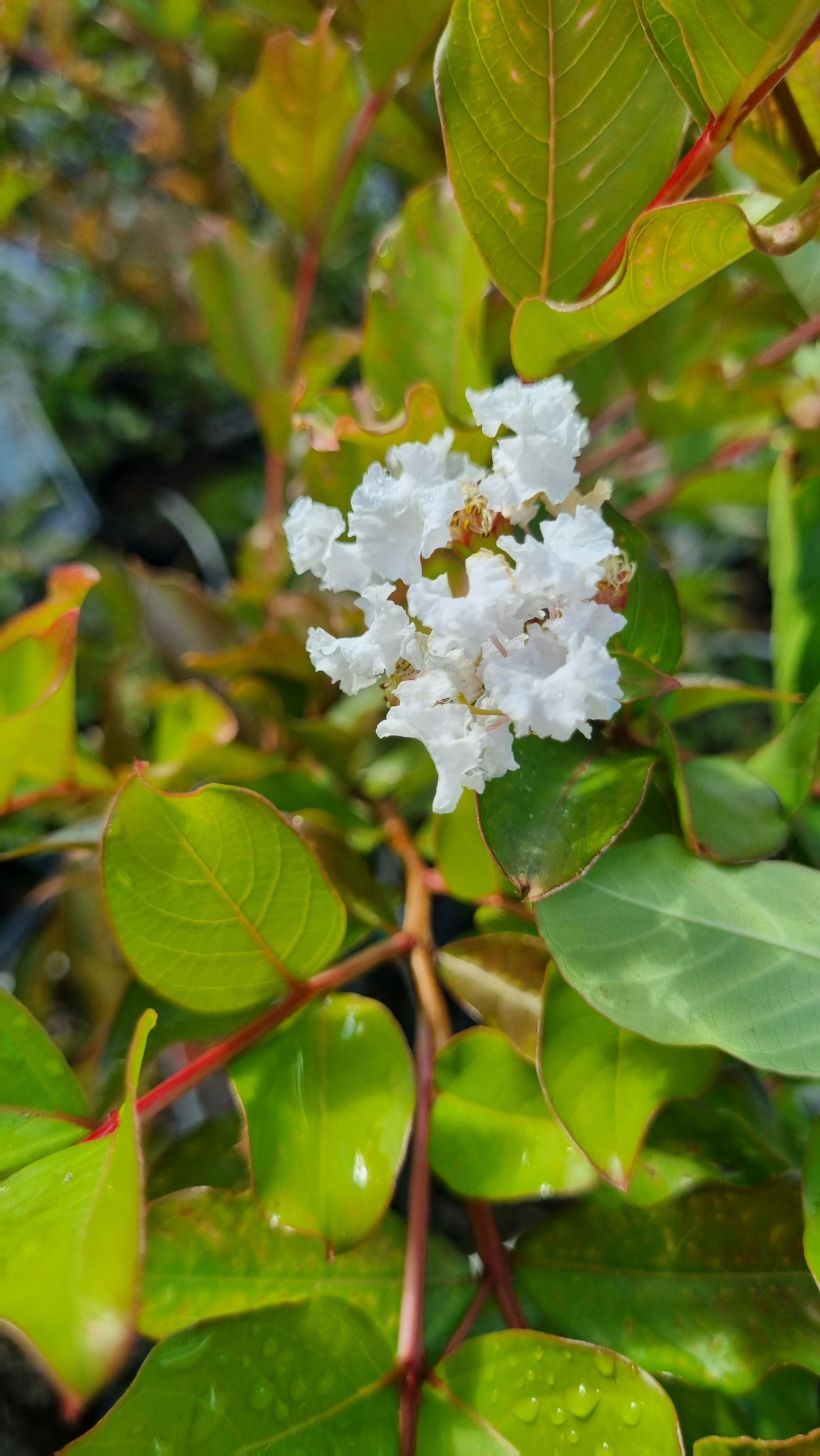 CREPE MYRTLE NATCHEZ 200MM