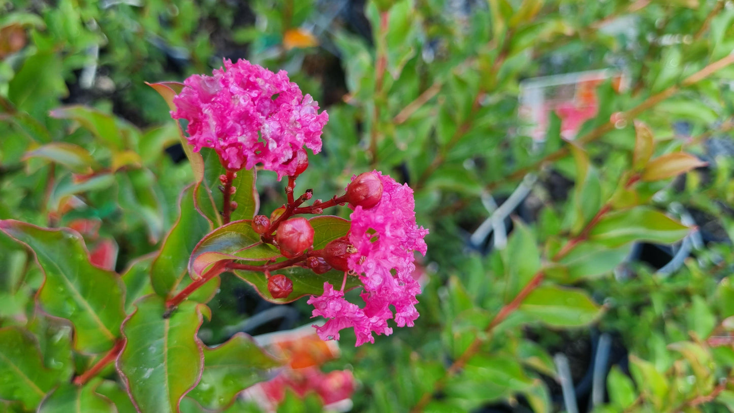 CREPE MYRTLE TUSCARORA 200MM
