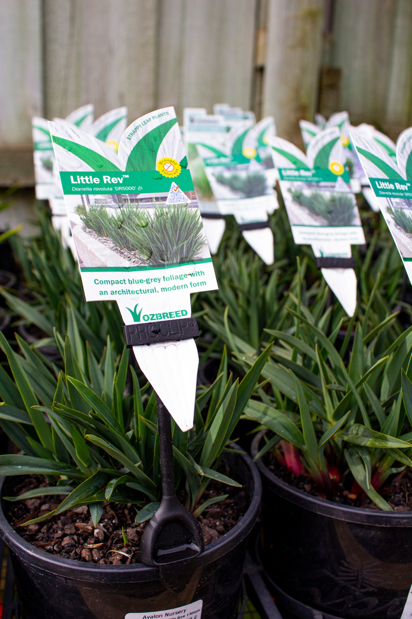 DIANELLA REVOLUTA 'DR500' LITTLE REV 140MM