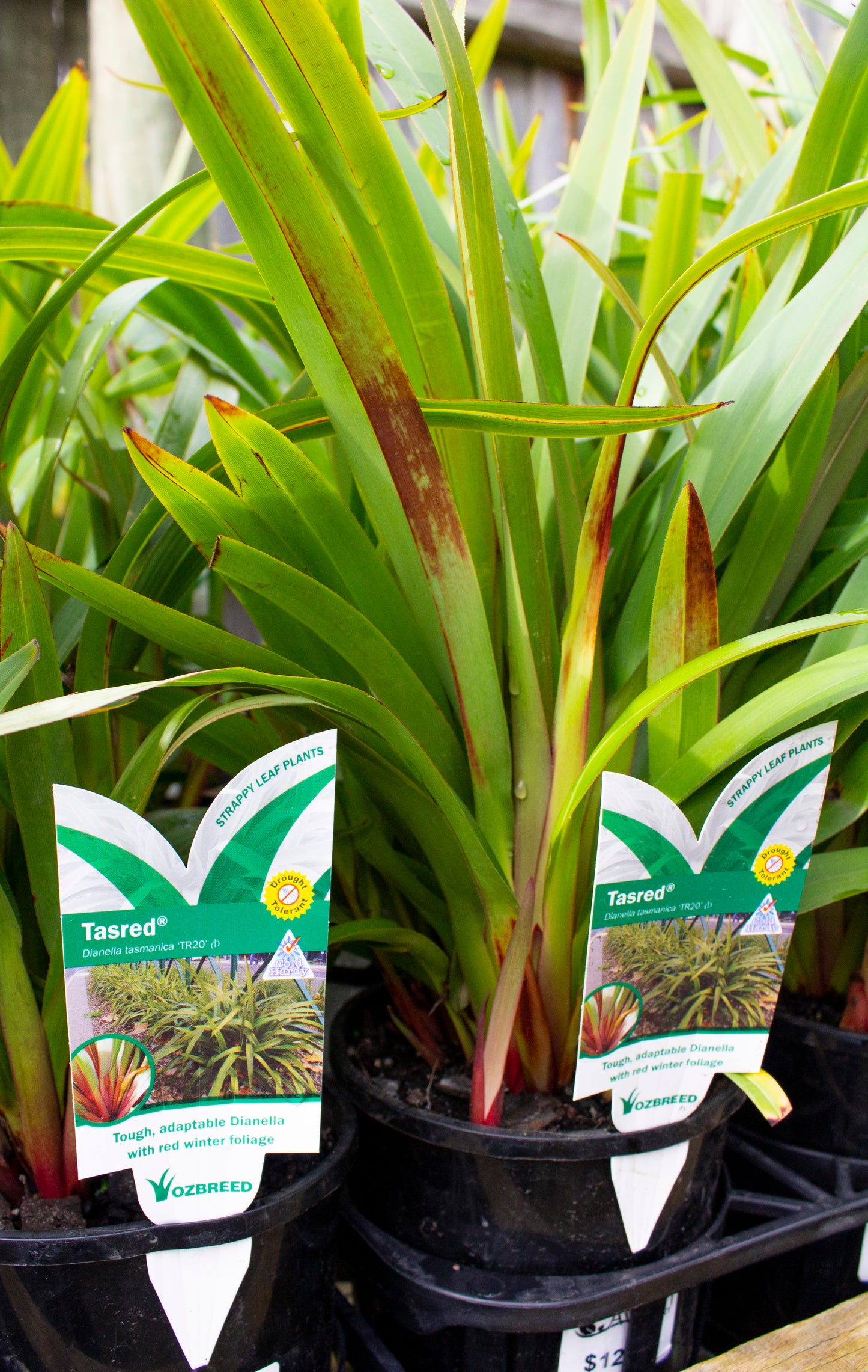 DIANELLA TASMANICA 'TR20' TASRED 140MM