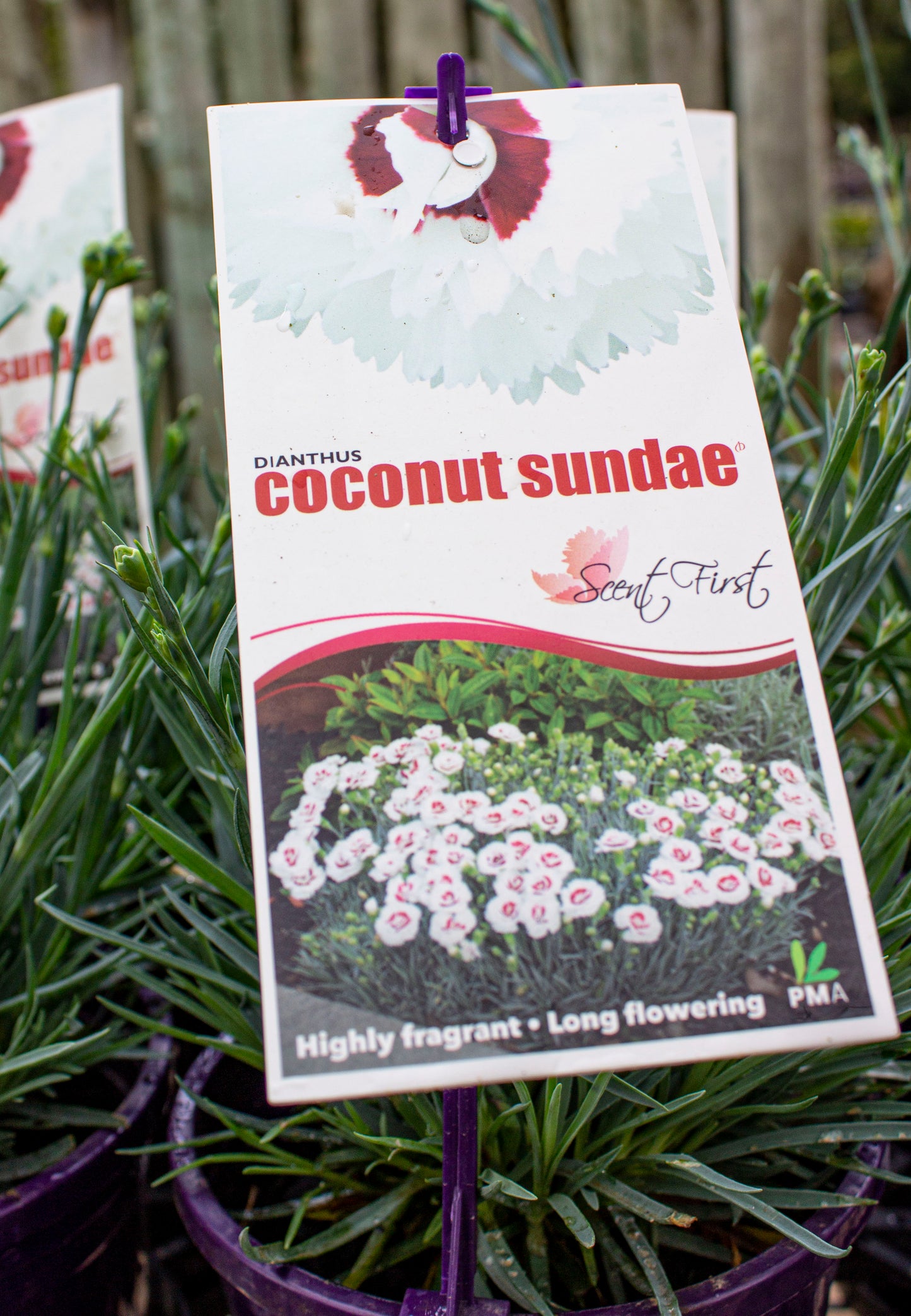 DIANTHUS COCONUT SUNDAE 140MM