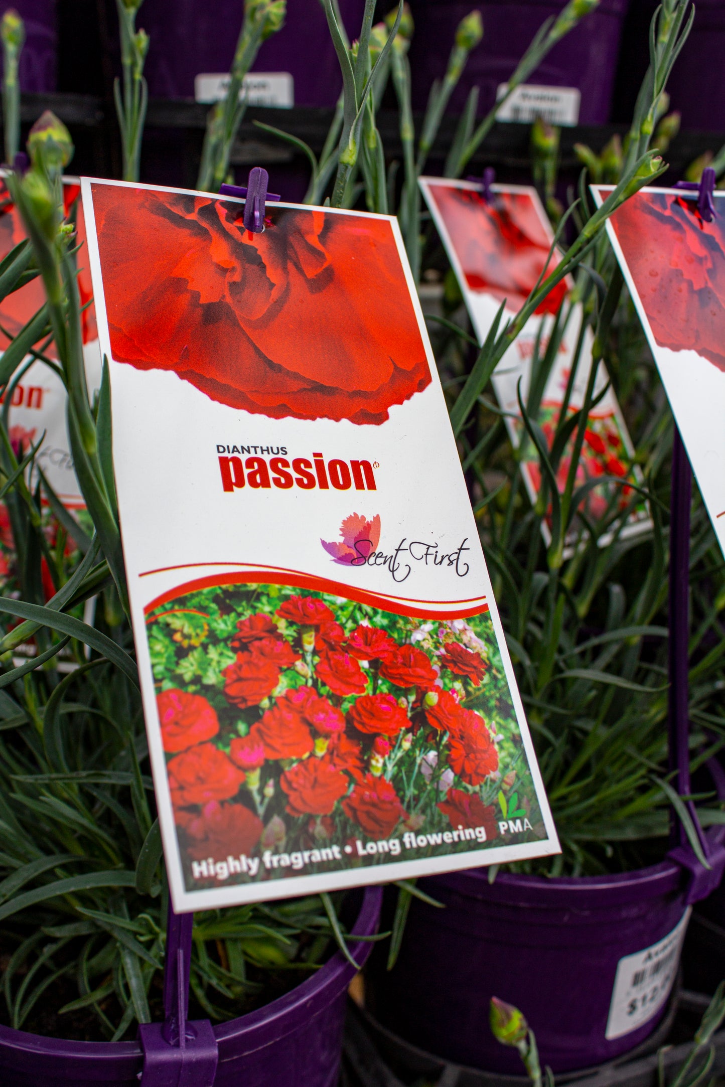 DIANTHUS PASSION 140MM