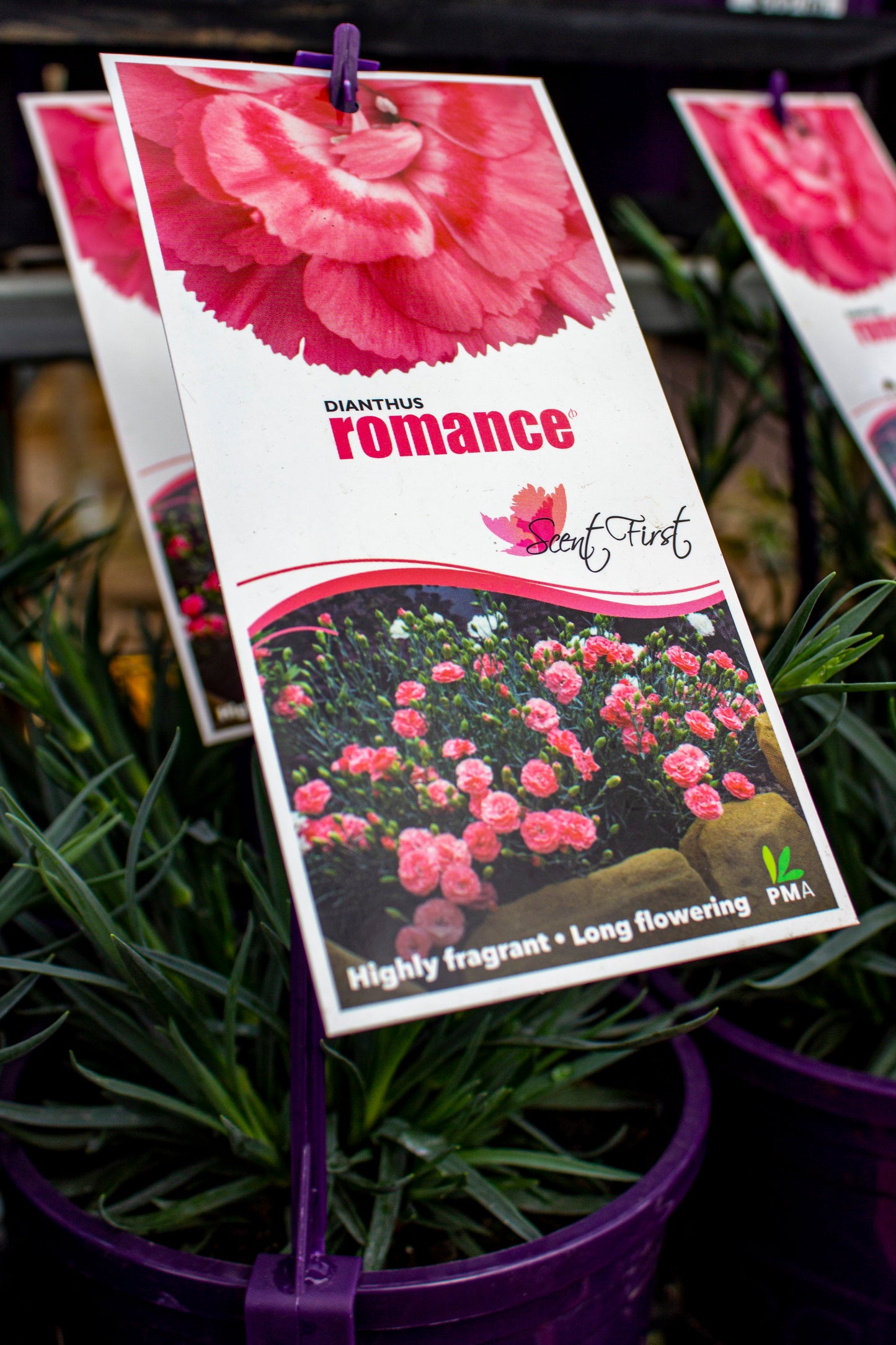 DIANTHUS ROMANCE 140MM