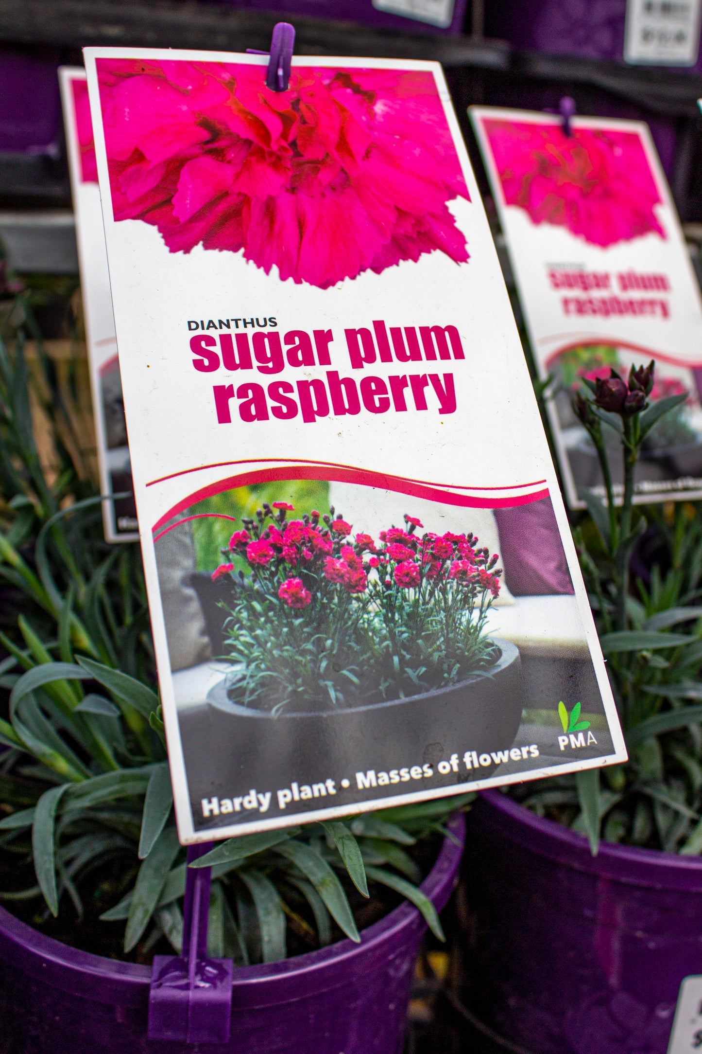 DIANTHUS SUGAR PLUM RASPBERRY 140MM