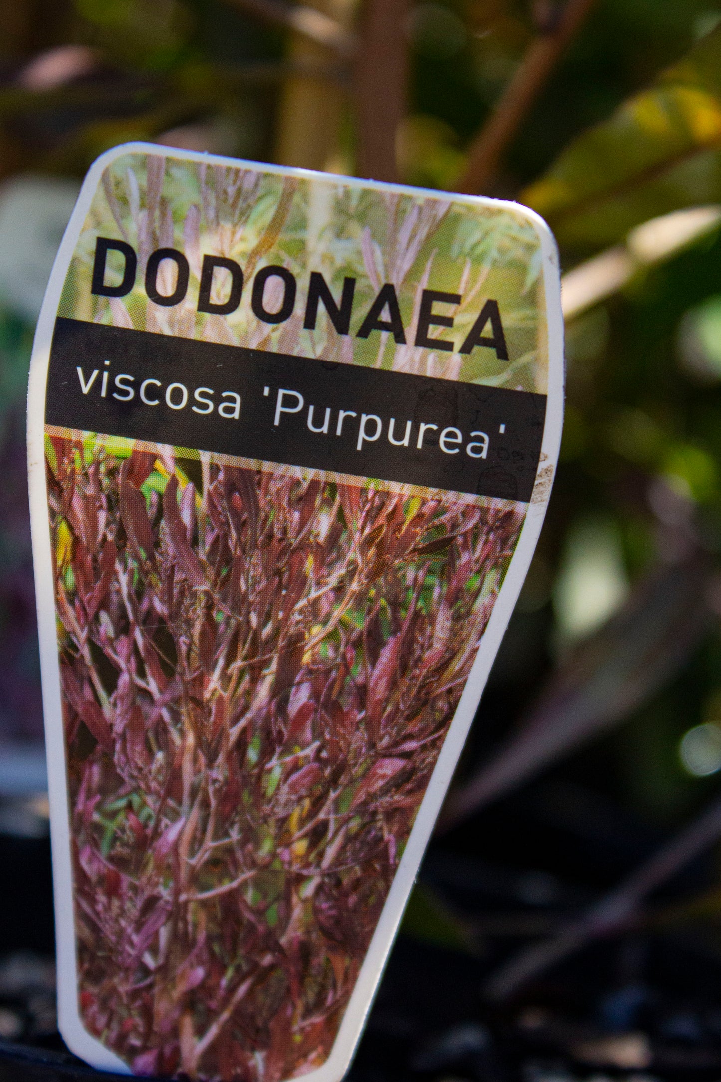 DODONAEA VISCOSA PURPUREA 140MM