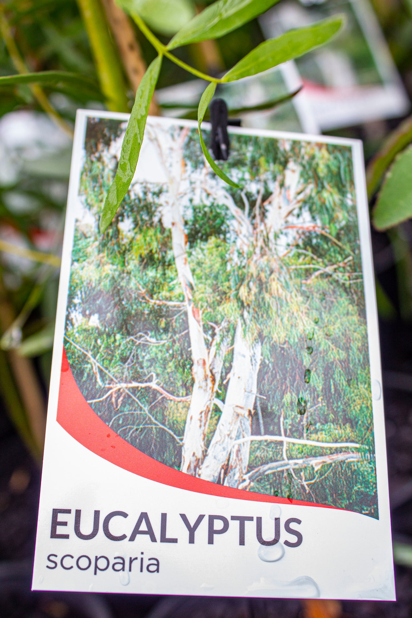 EUCALYPTUS SCOPARIA 140MM