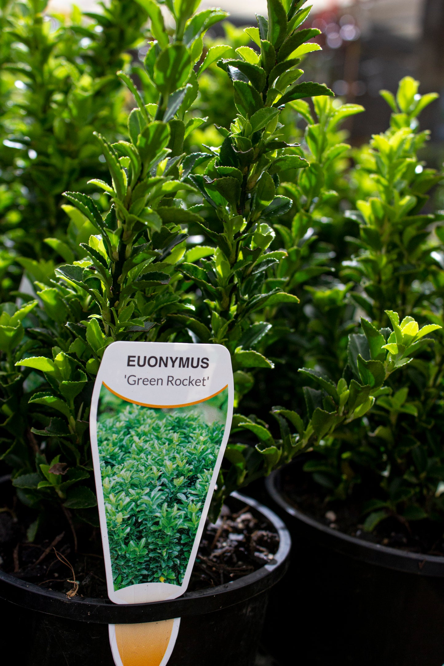 EUONYMUS GREEN ROCKET 140MM