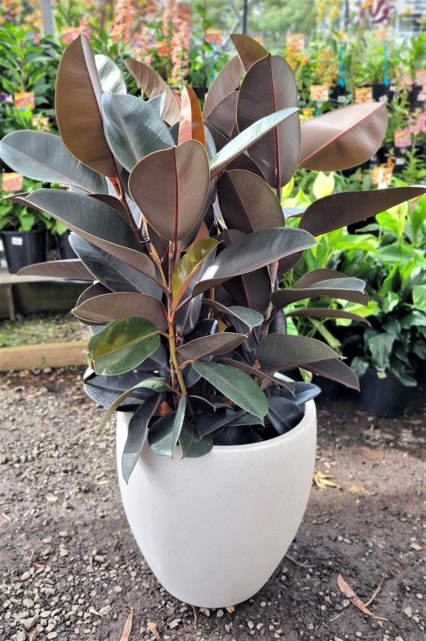 FICUS BURGUNDY 300MM
