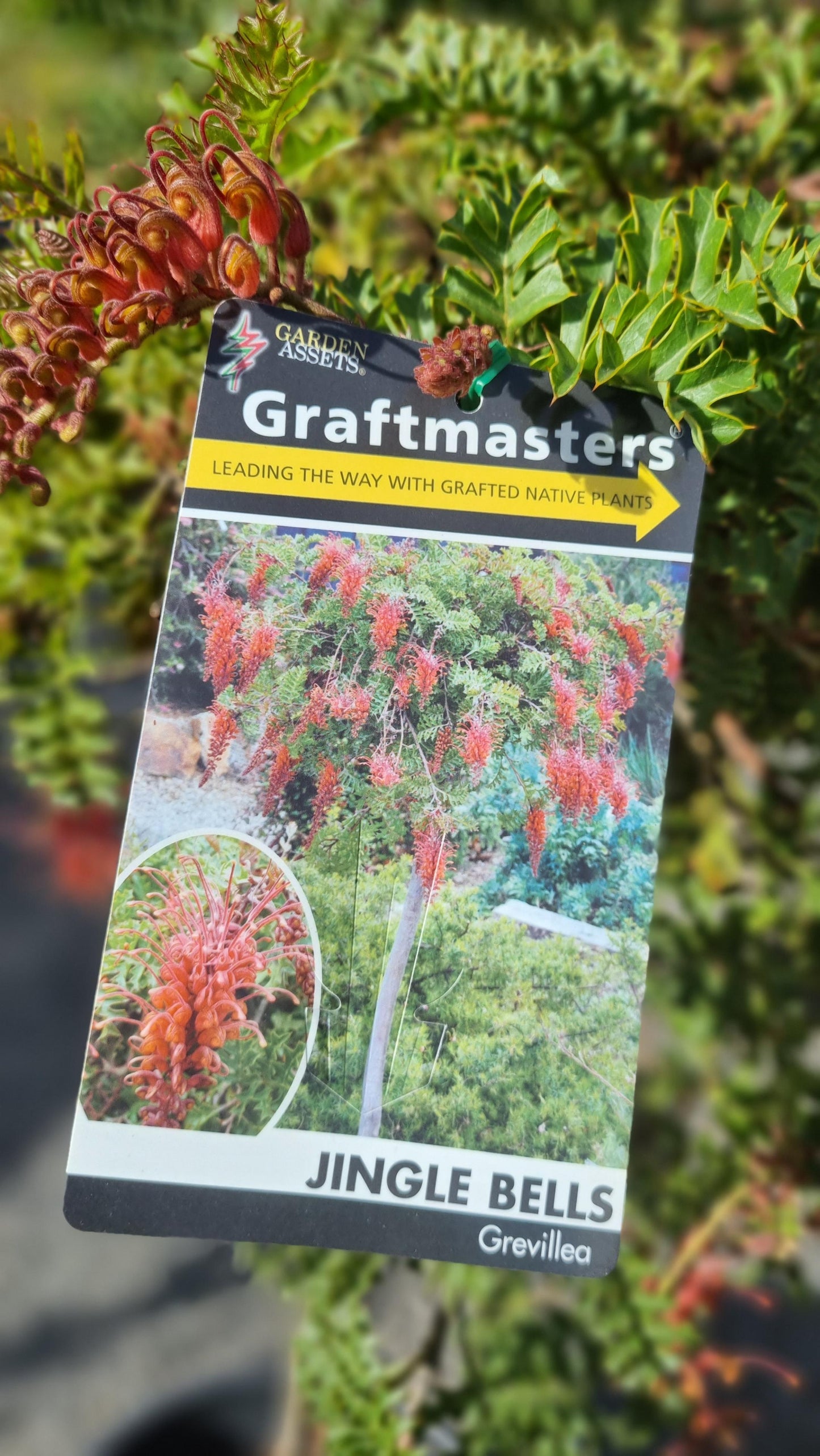GREVILLEA JINGLE BELLS STANDARD 400MM