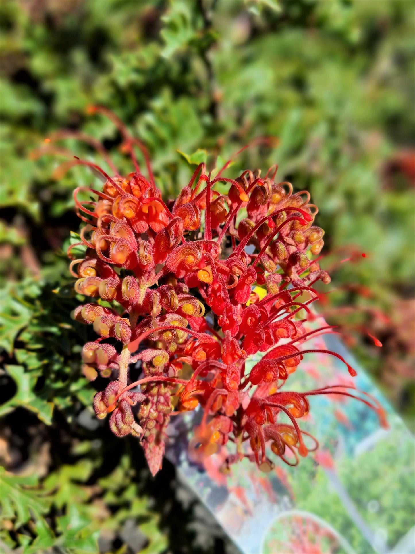 GREVILLEA JINGLE BELLS STANDARD 400MM