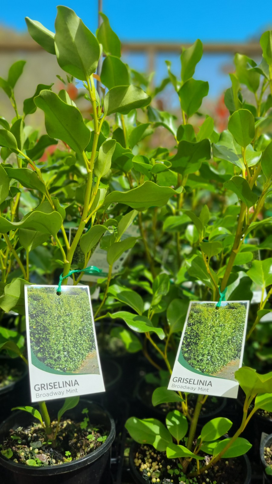 GRISELINIA BROADWAY MINT 200MMM