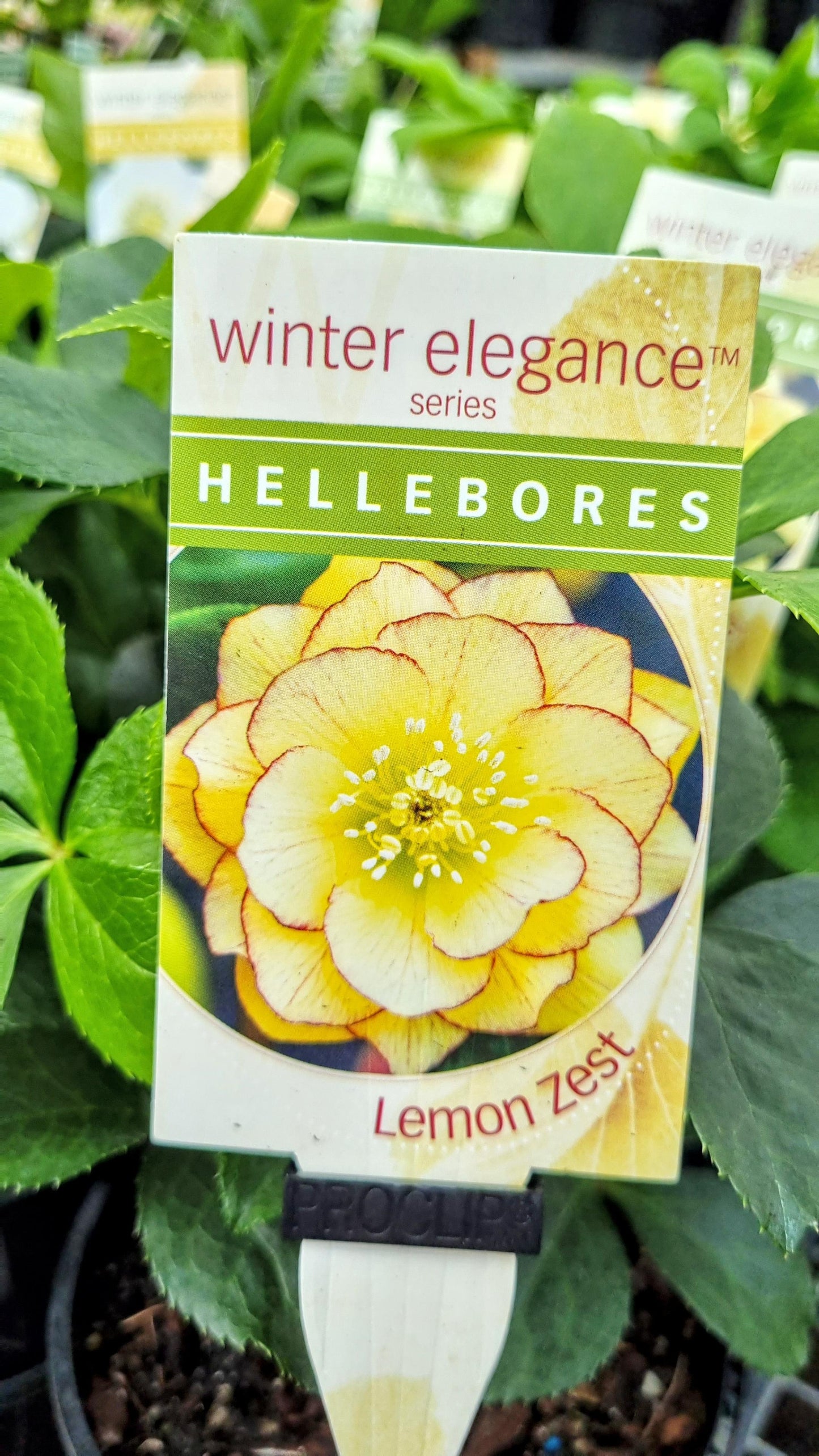 HELLEBORE DOUBLE LEMON ZEST 140MM