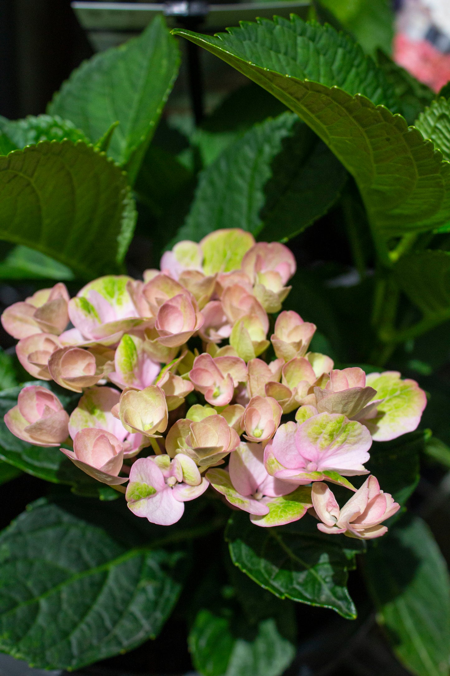 HYDRANGEA MAGICAL REVOLUTION PINK 200MM