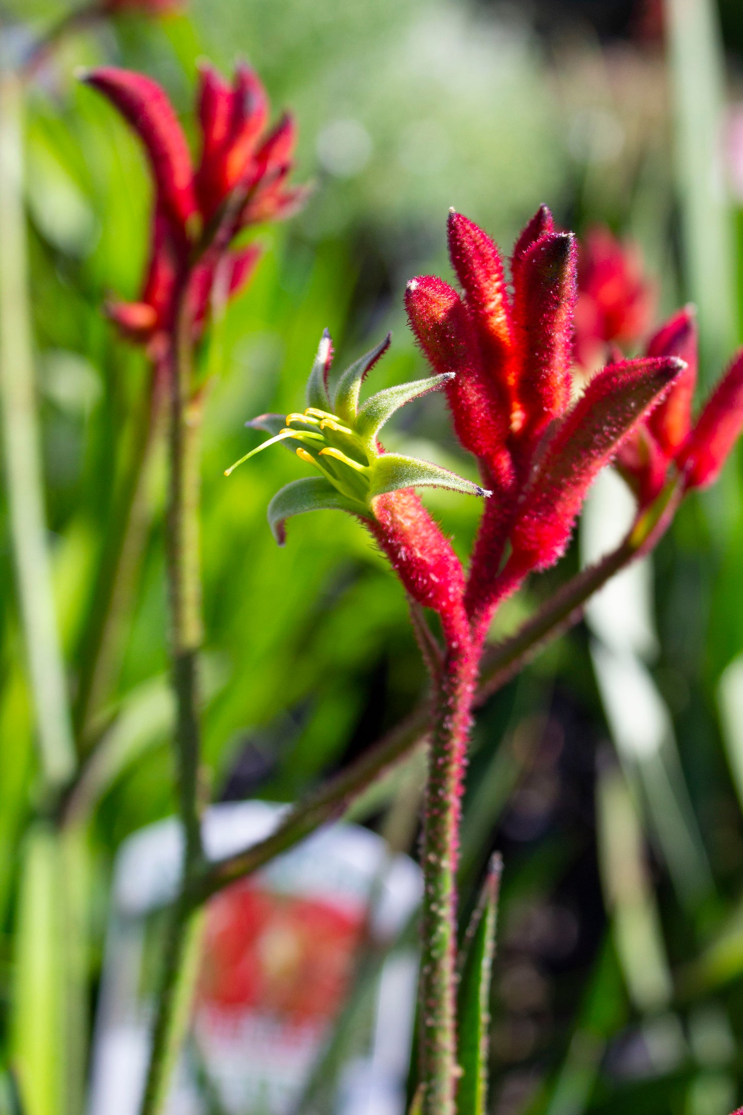 ANIGOZANTHOS BUSH BALLAD KANGAROO PAW 140MM