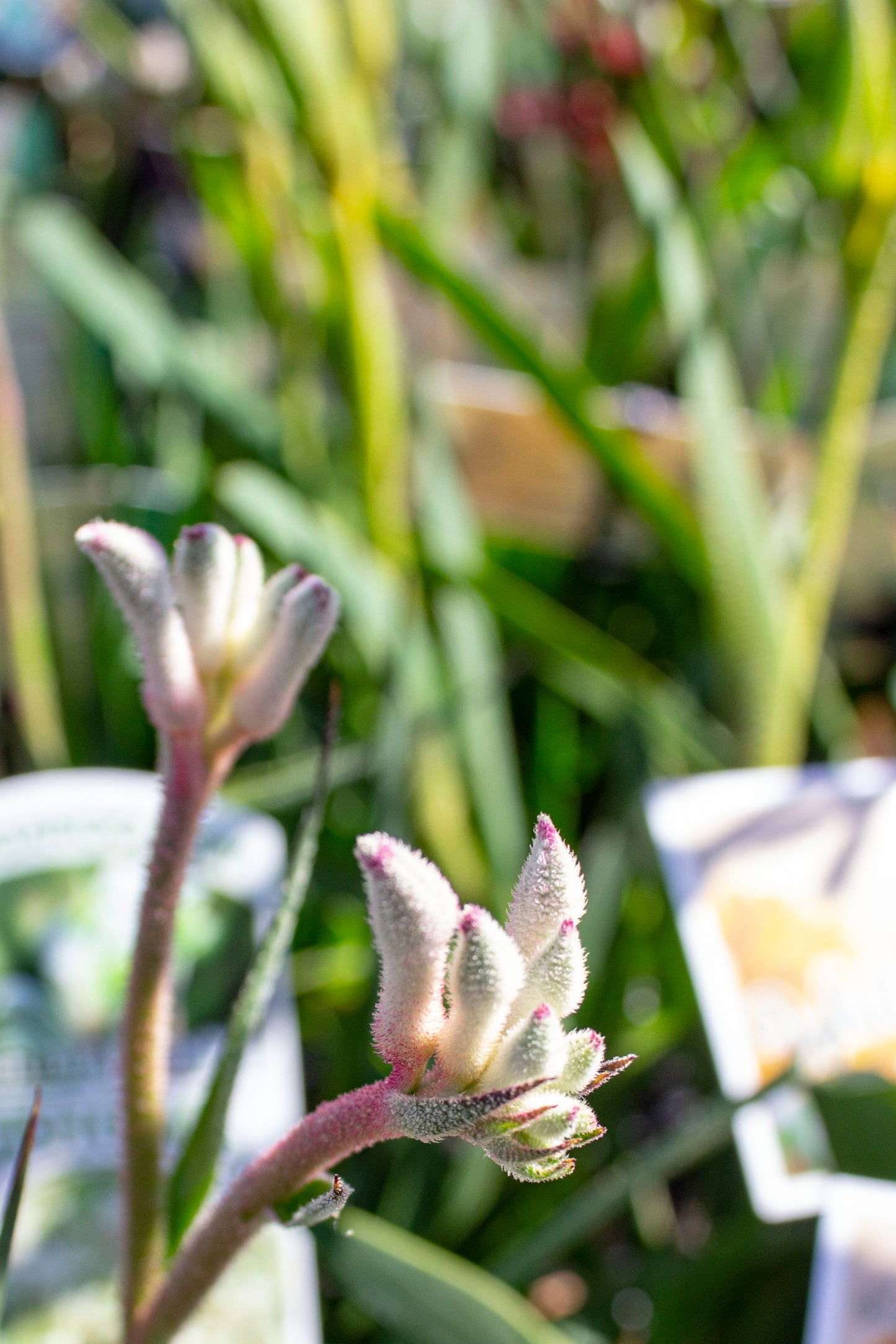 ANIGOZANTHOS BUSH DIAMOND KANGAROO PAW 140MM