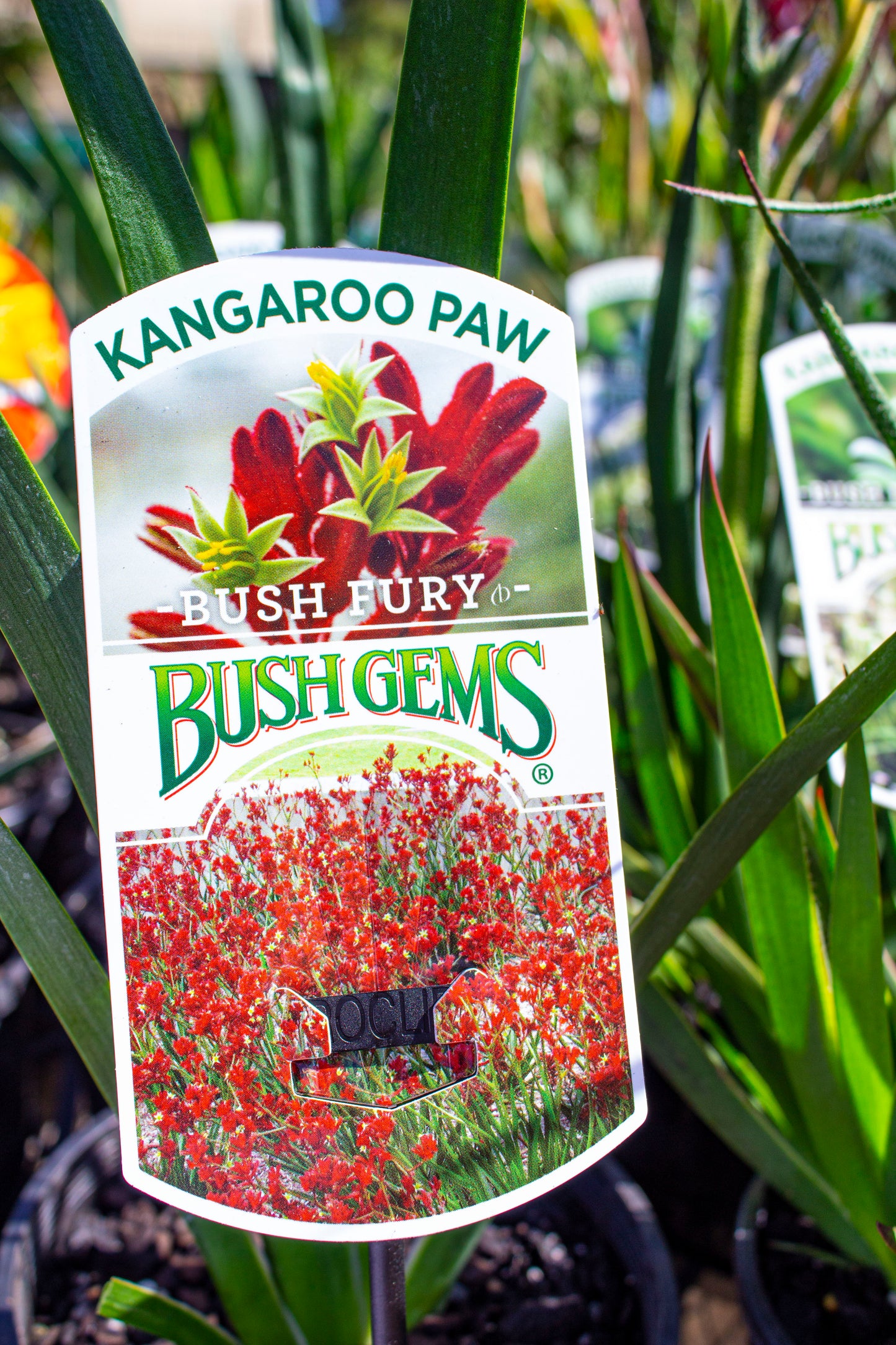 ANIGOZANTHOS BUSH FURY KANGAROO PAW 140MM