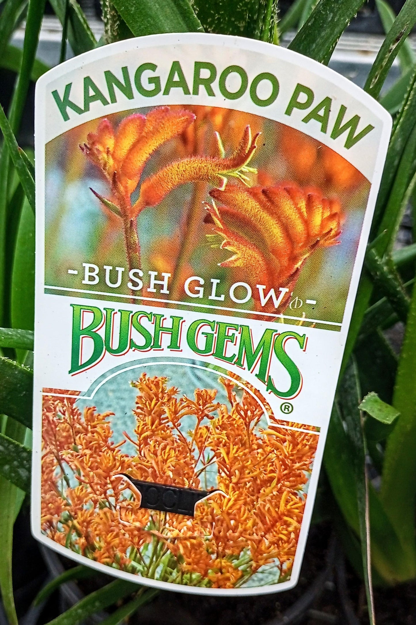 ANIGOZANTHOS BUSH GLOW KANGAROO PAW 140MM