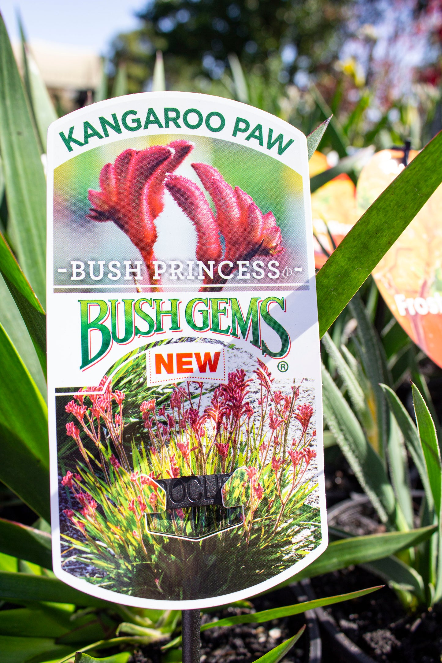 ANIGOZANTHOS BUSH PRINCESS KANGAROO PAW 140MM