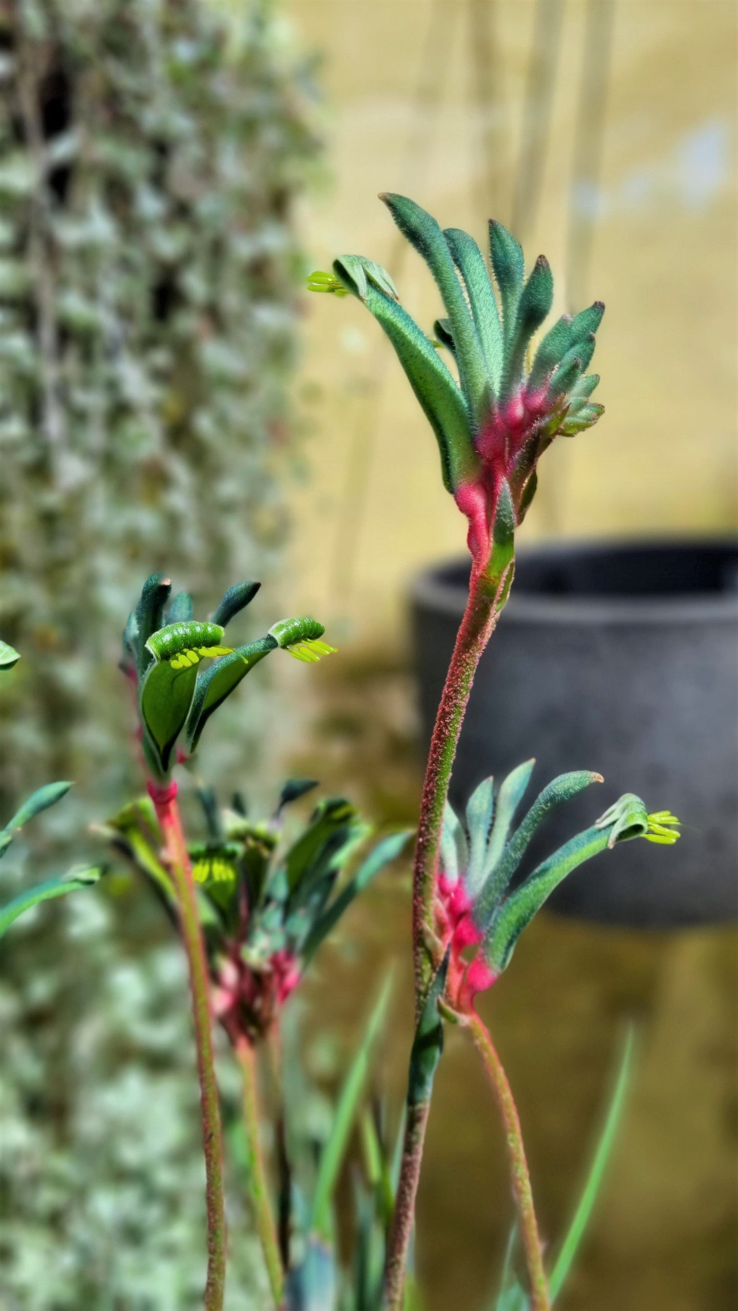 ANIGOZANTHOS BUSH GEM CELEBRATION FIREWORKS KANGAROO PAW 140MM