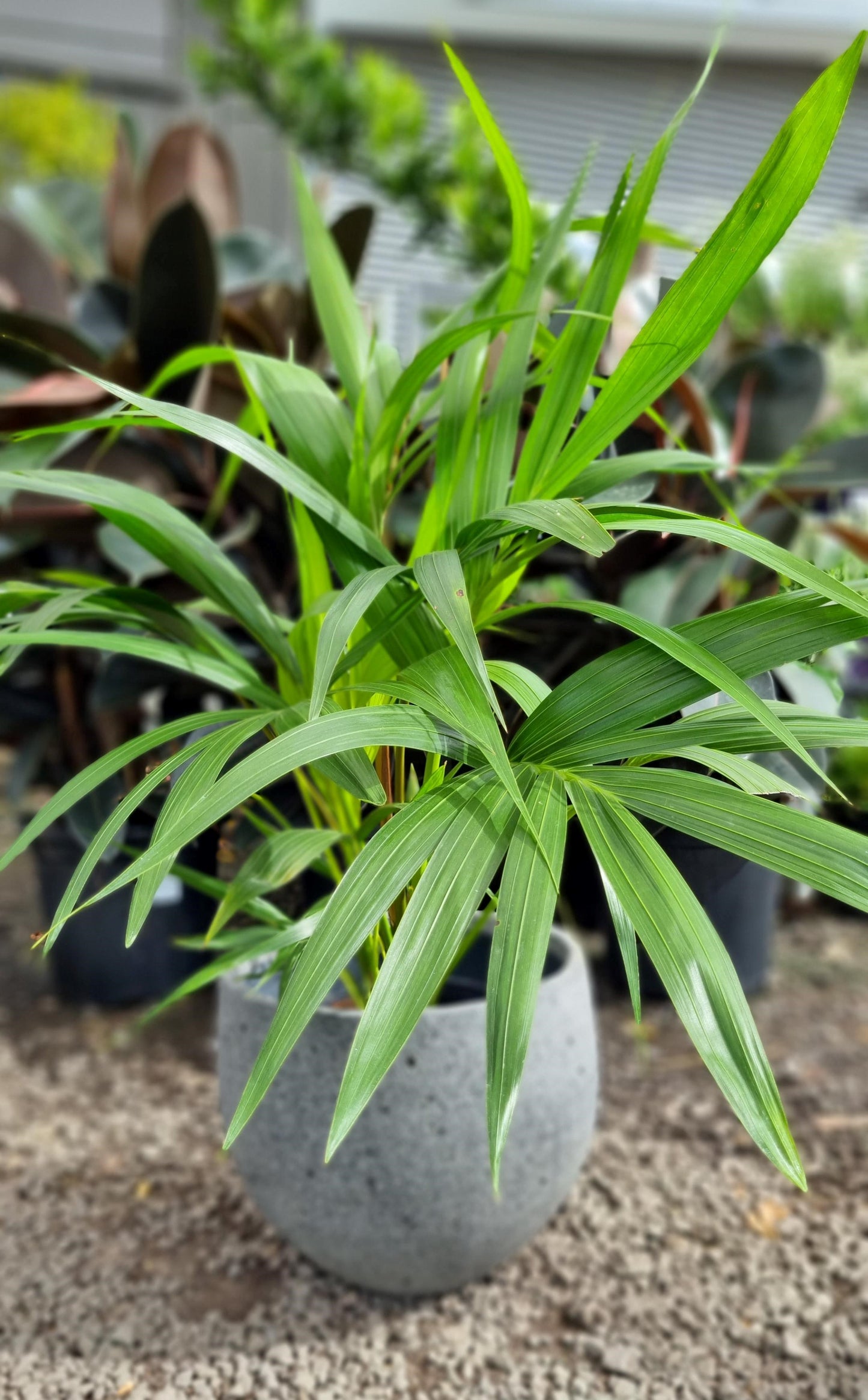 HOWEA KENTIA PALM 200MM