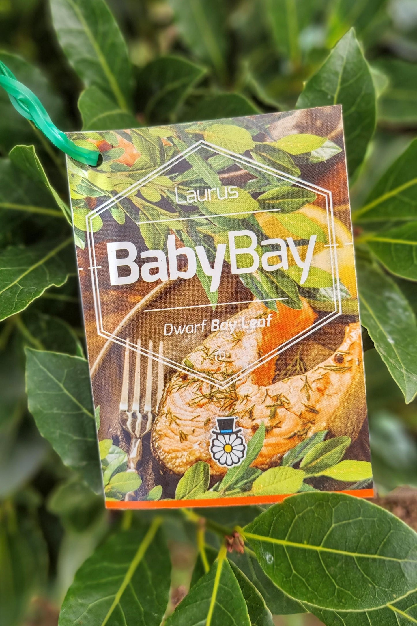 LAURUS NOBLIS BABY BAY 140MM