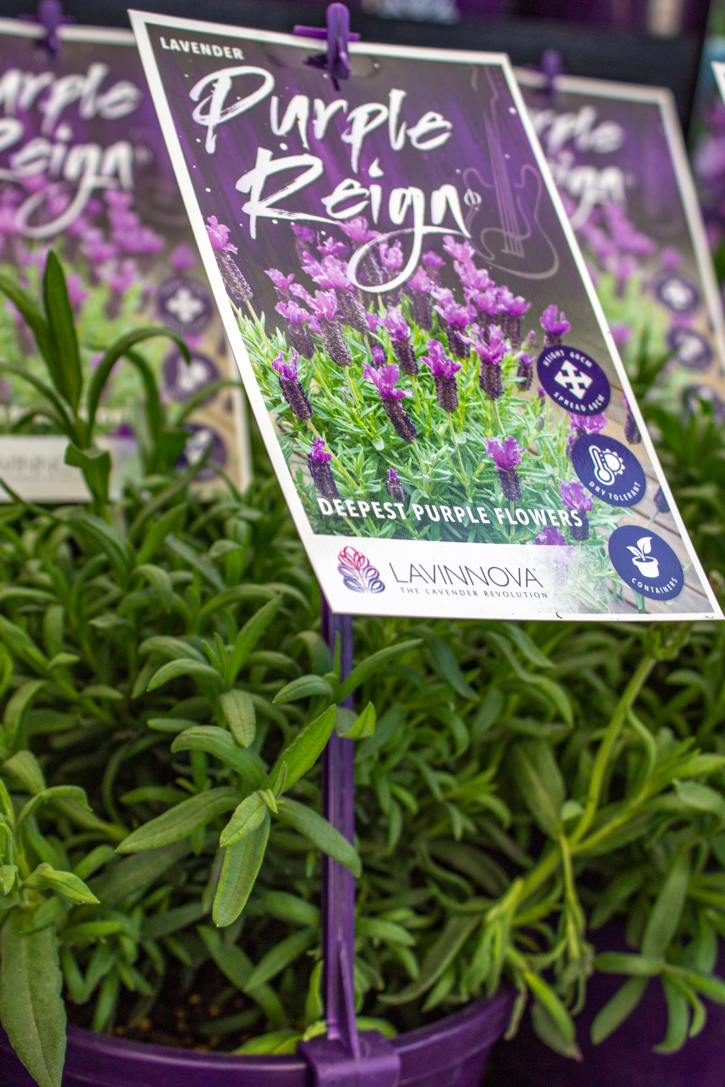 LAVANDULA PURPLE REIGN LAVENDER 140MM