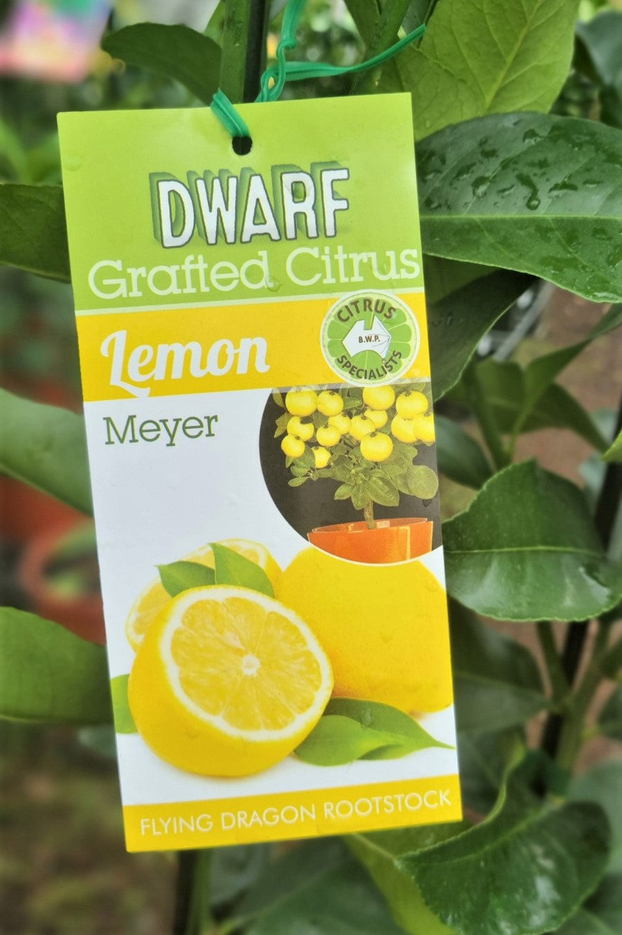 NEW SEASON CITRUS DWARF MEYER LEMON