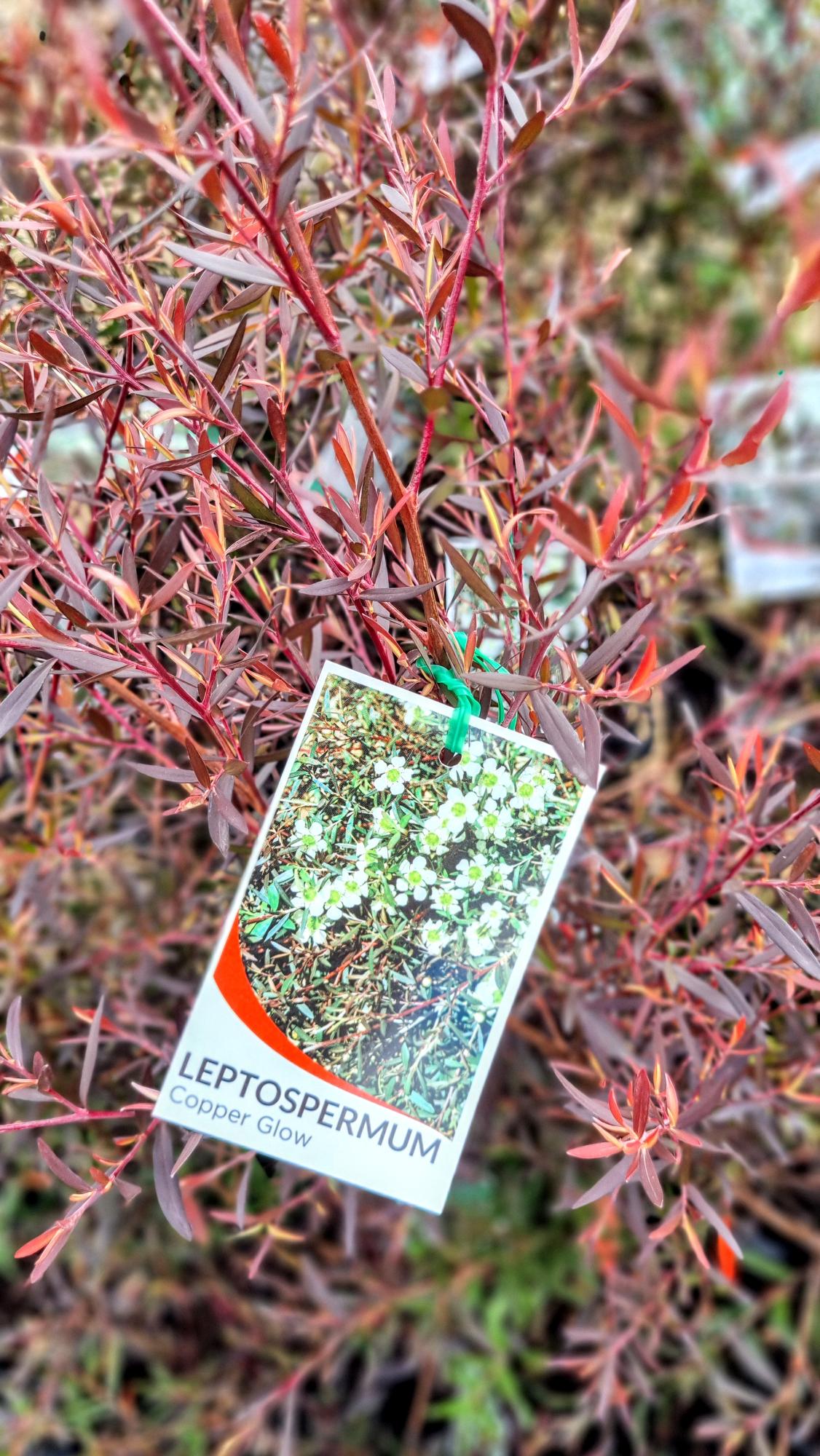 LEPTOSPERMUM COPPER GLOW 125MM