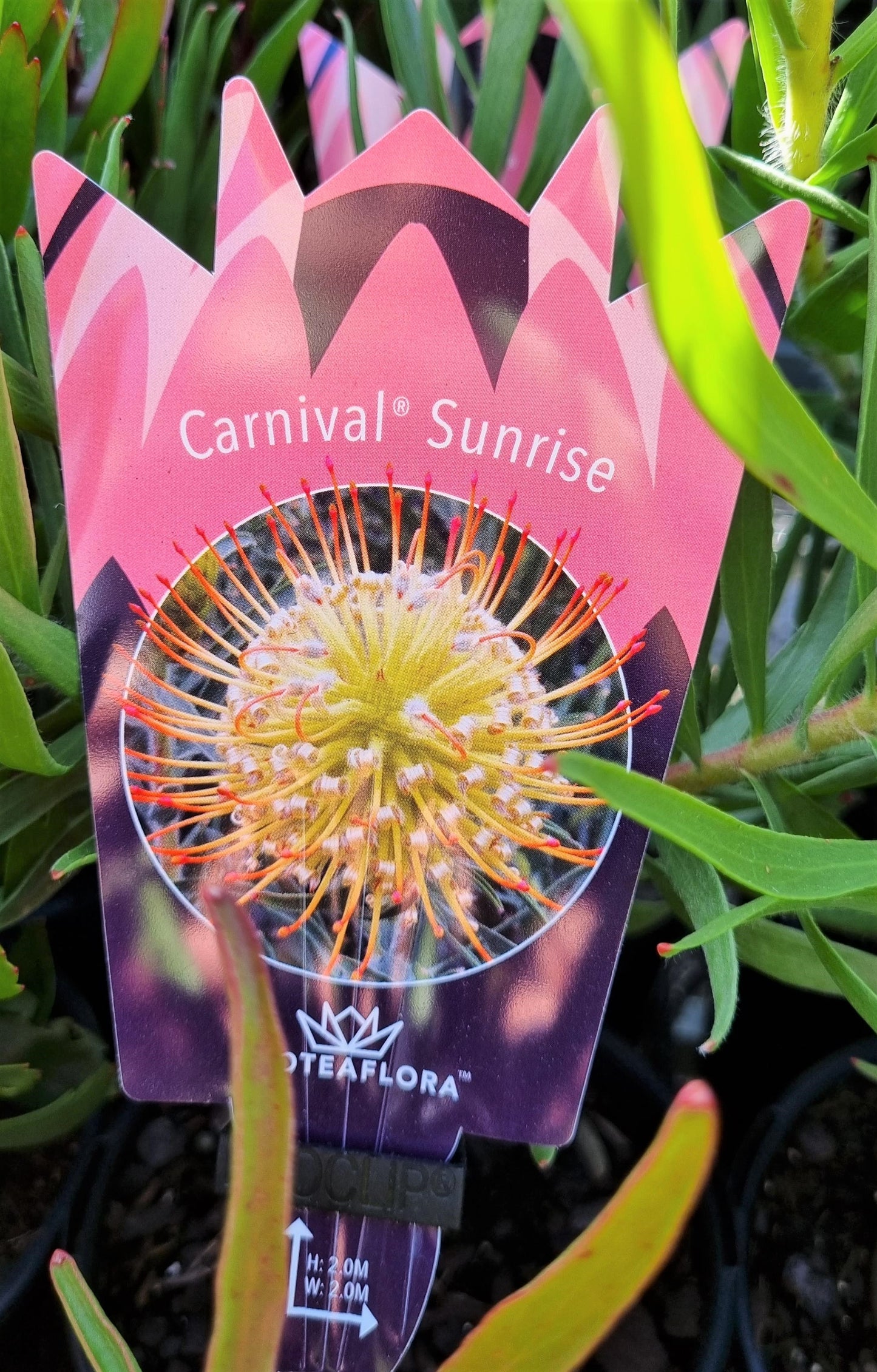 LEUCOSPERMUM CARNIVAL SUNRISE 140MM