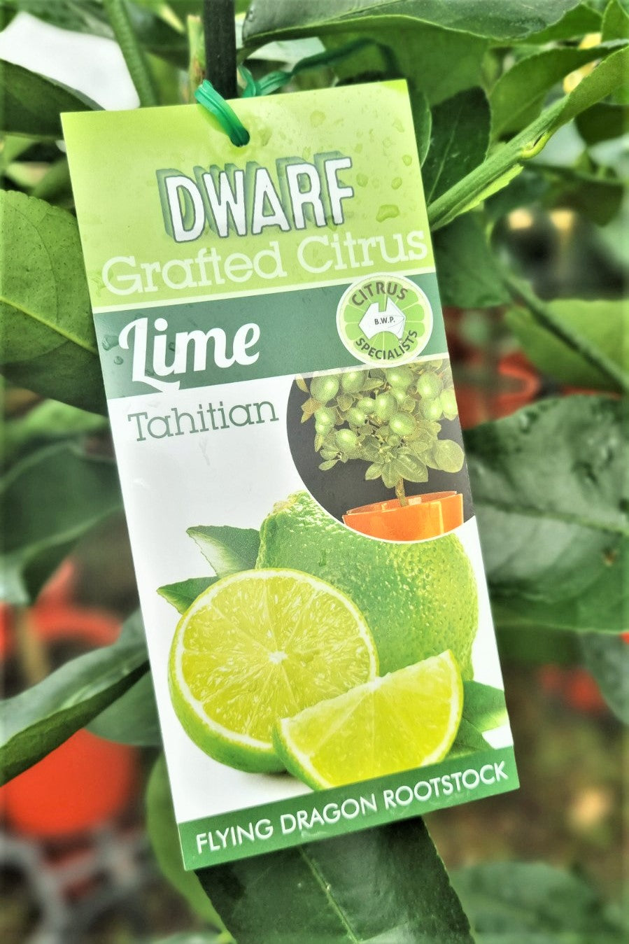 NEW SEASON CITRUS DWARF TAHITIAN LIME