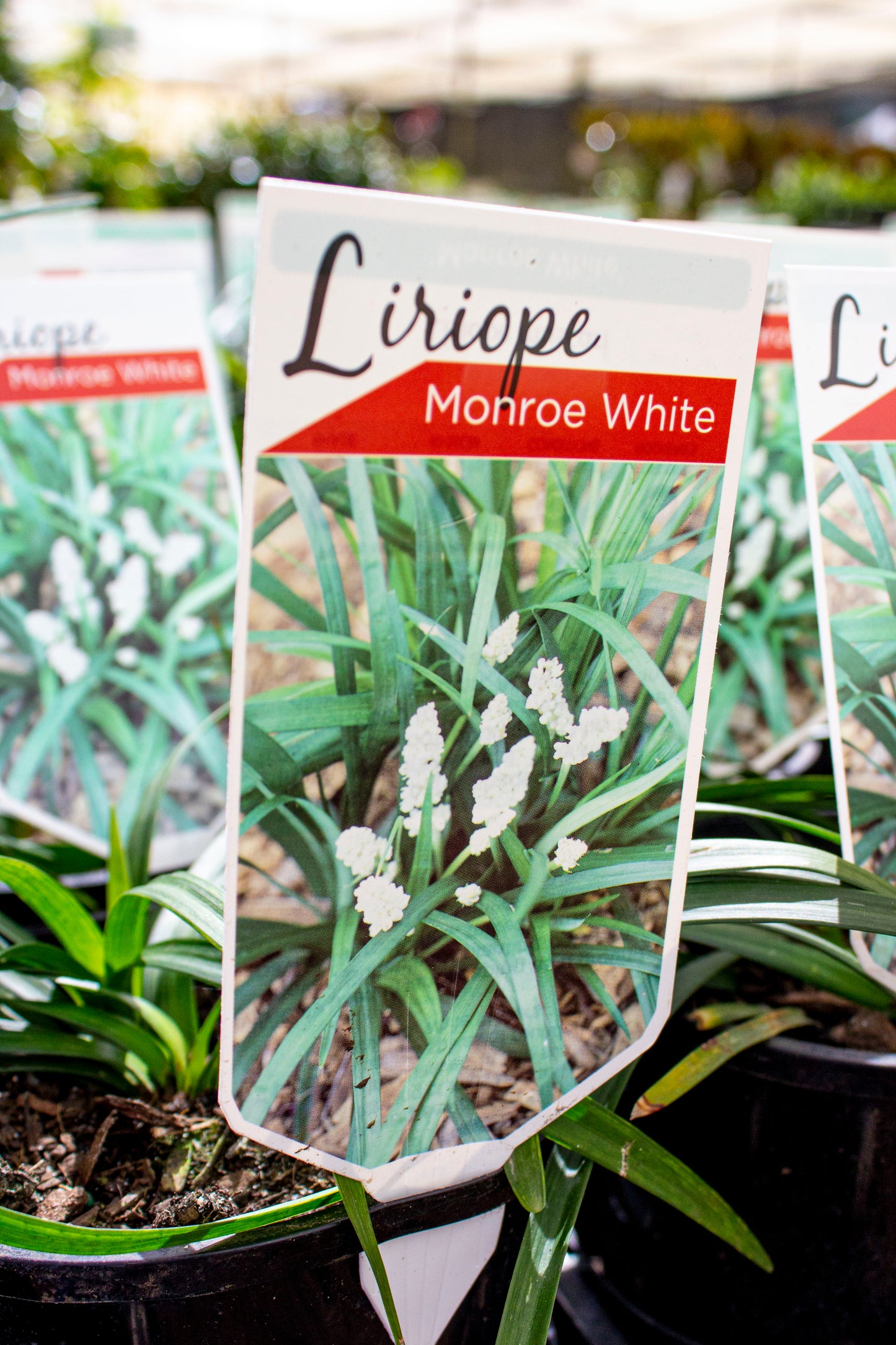 LIRIOPE MONROE WHITE 140MM
