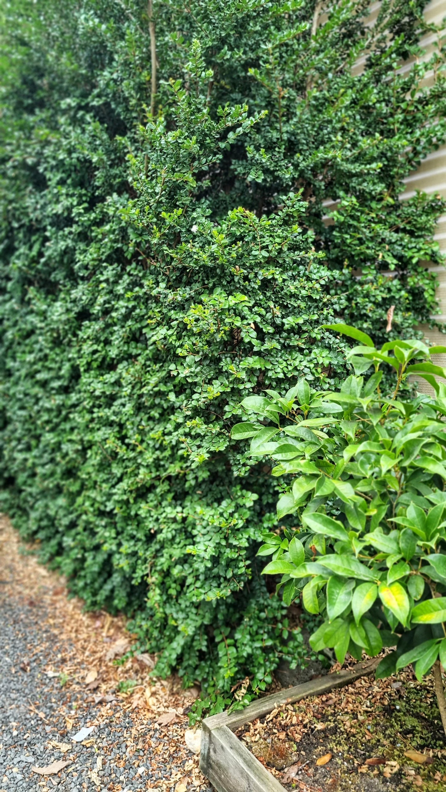 LUMA APICULATA 140MM