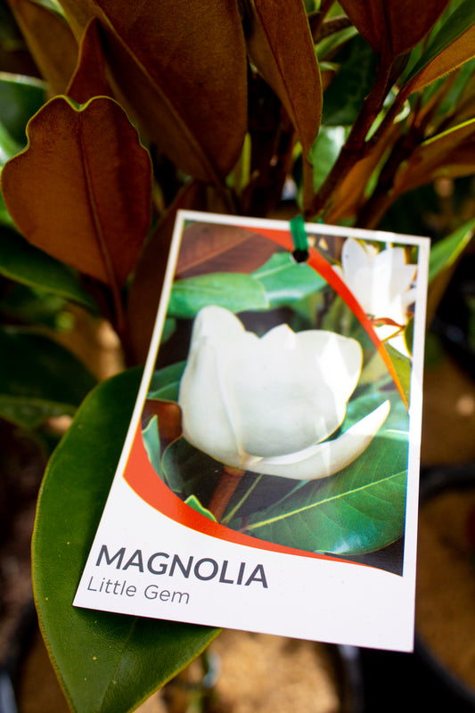 MAGNOLIA LITTLE GEM 200MM