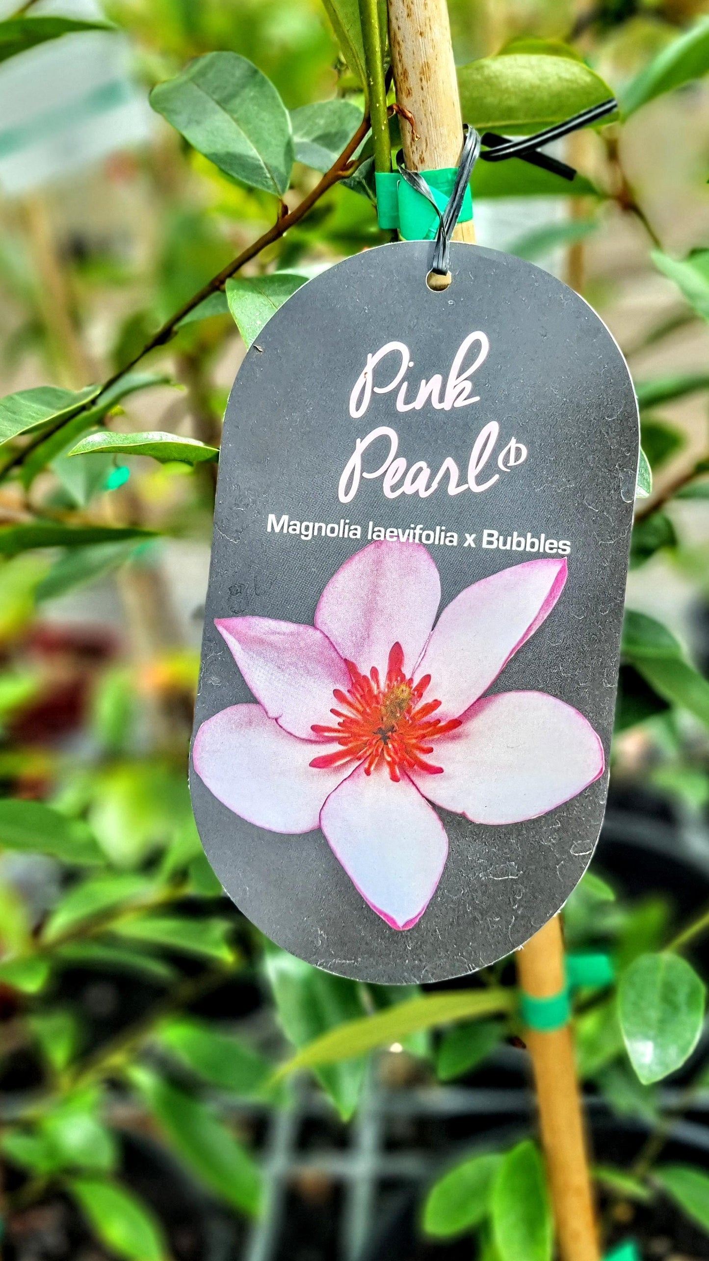 MAGNOLIA PINK PEARL 200MM