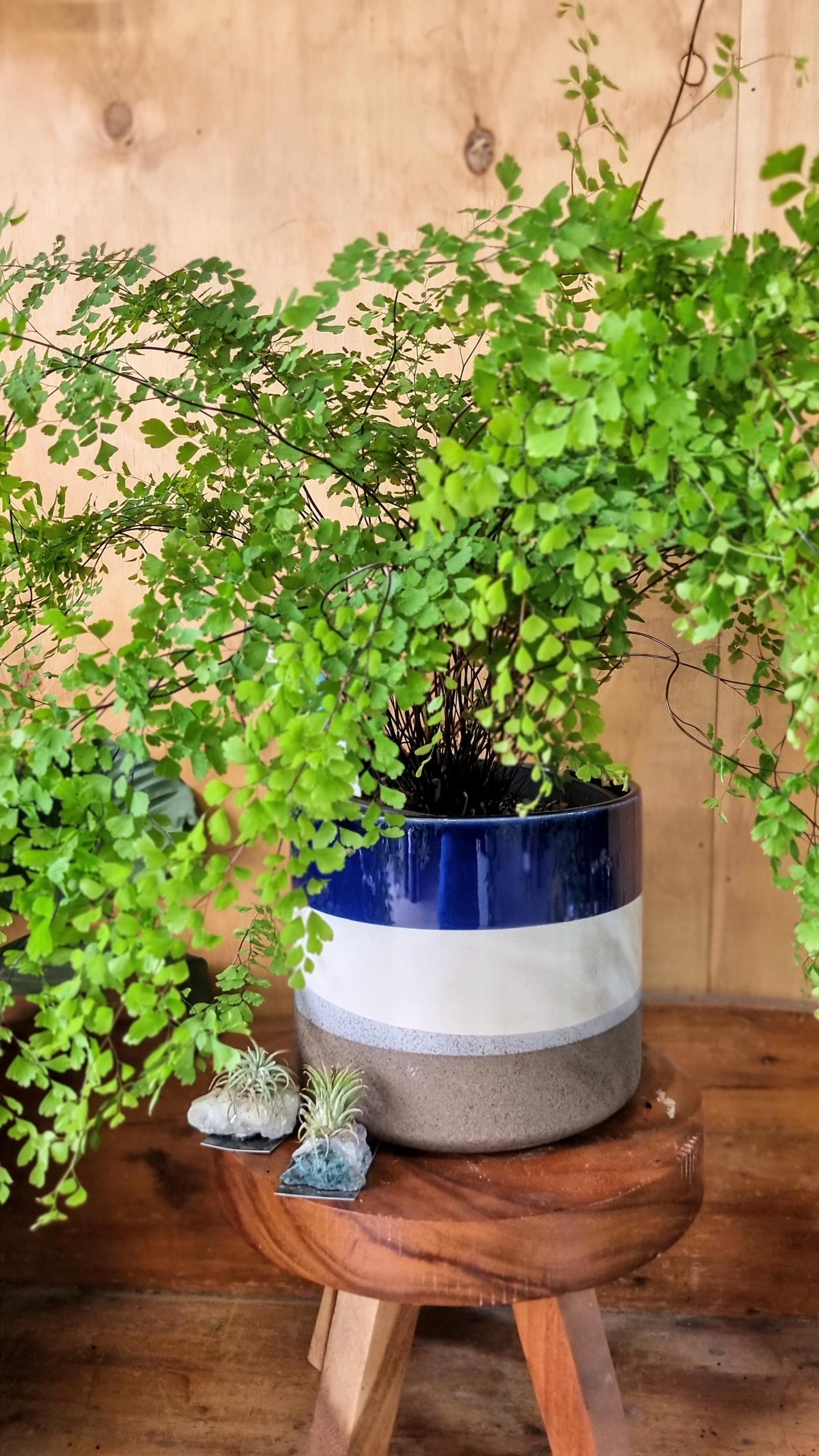 ADIANTUM MAIDENHAIR FERN HANGING BASKET 200MM