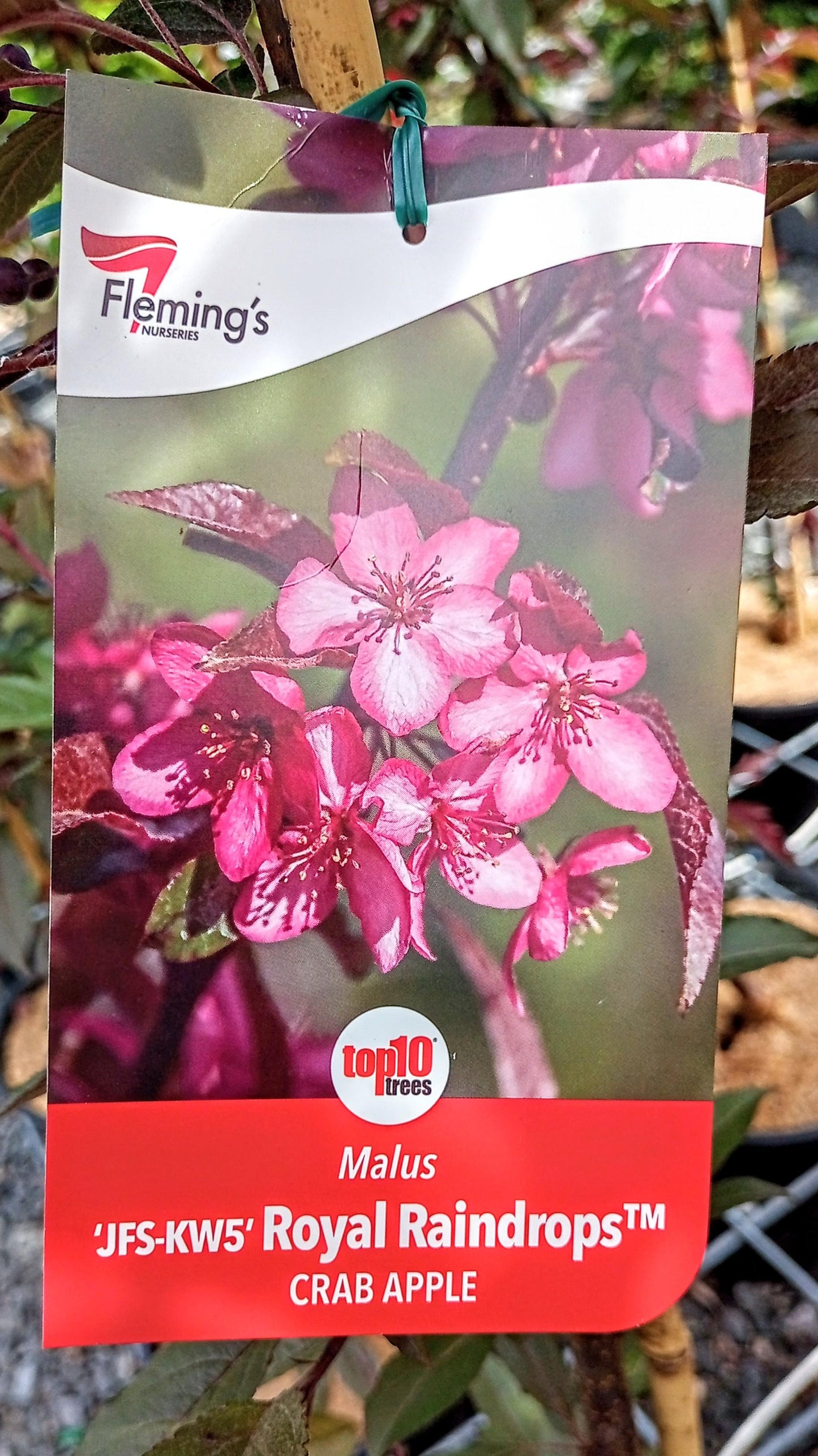 MALUS ROYAL RAINDROPS CRAB APPLE 250MM