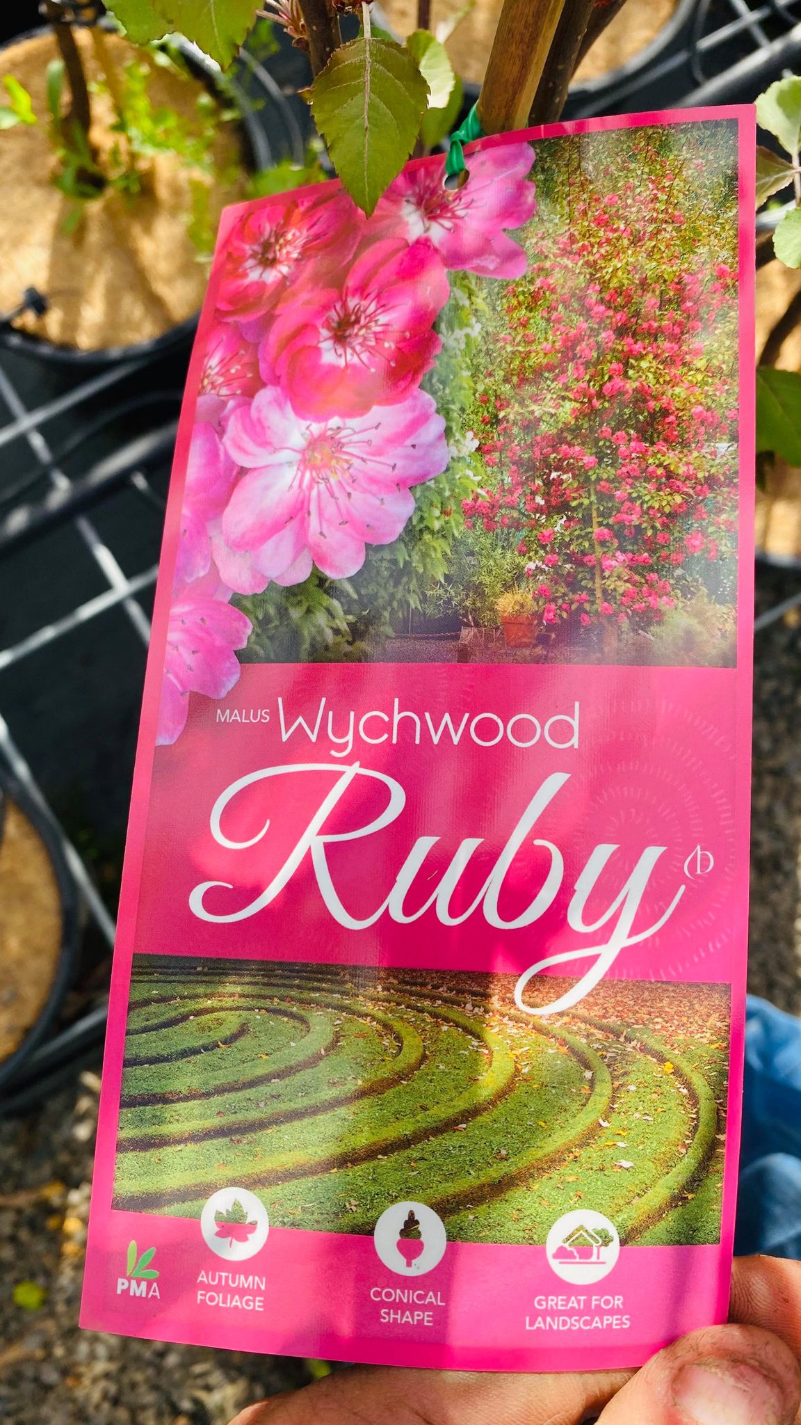 MALUS YUNNANENSIS WYCHWOOD RUBY CRAB APPLE POTTED 300MM