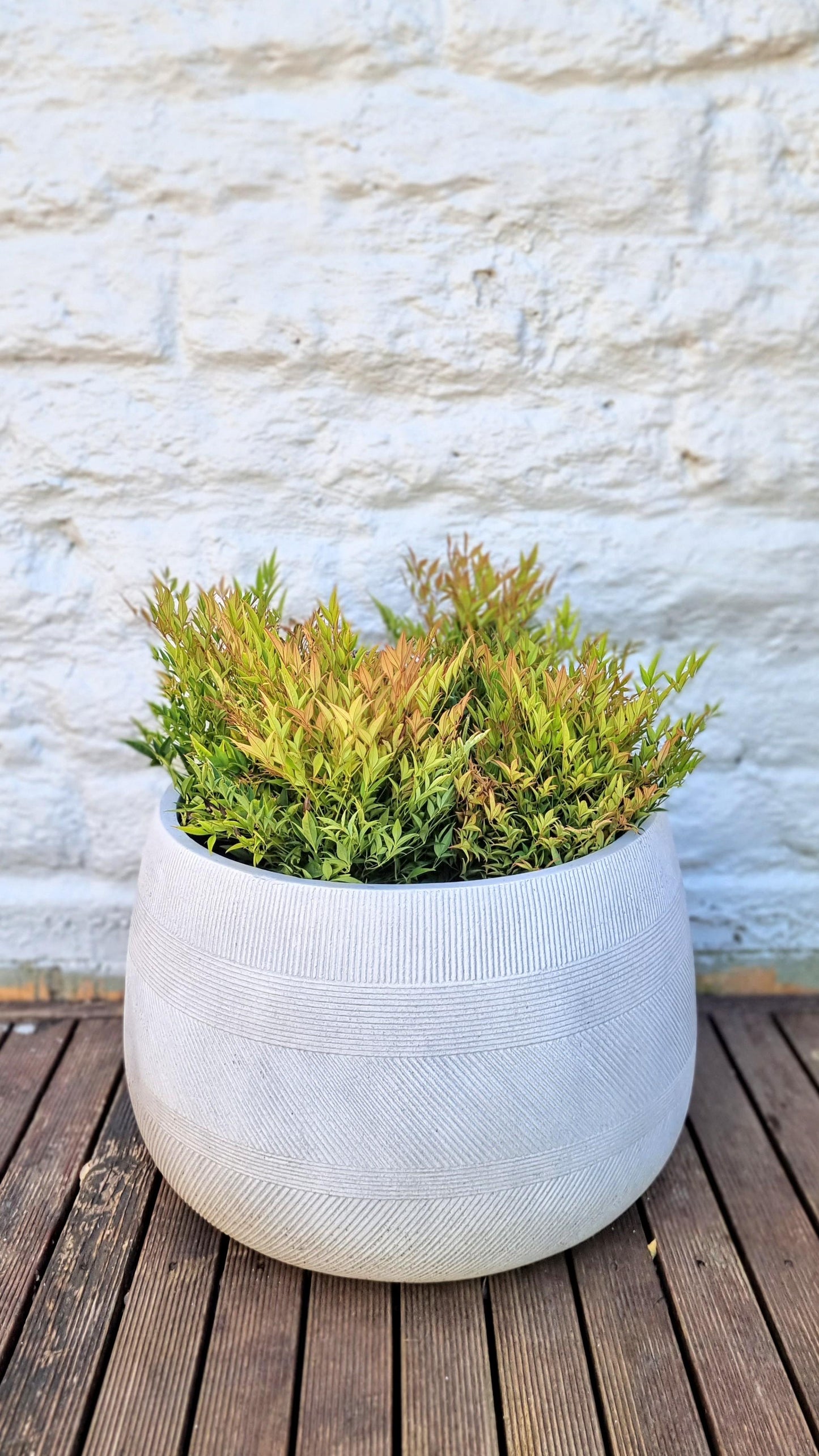 NANDINA MOONBAY 200MM