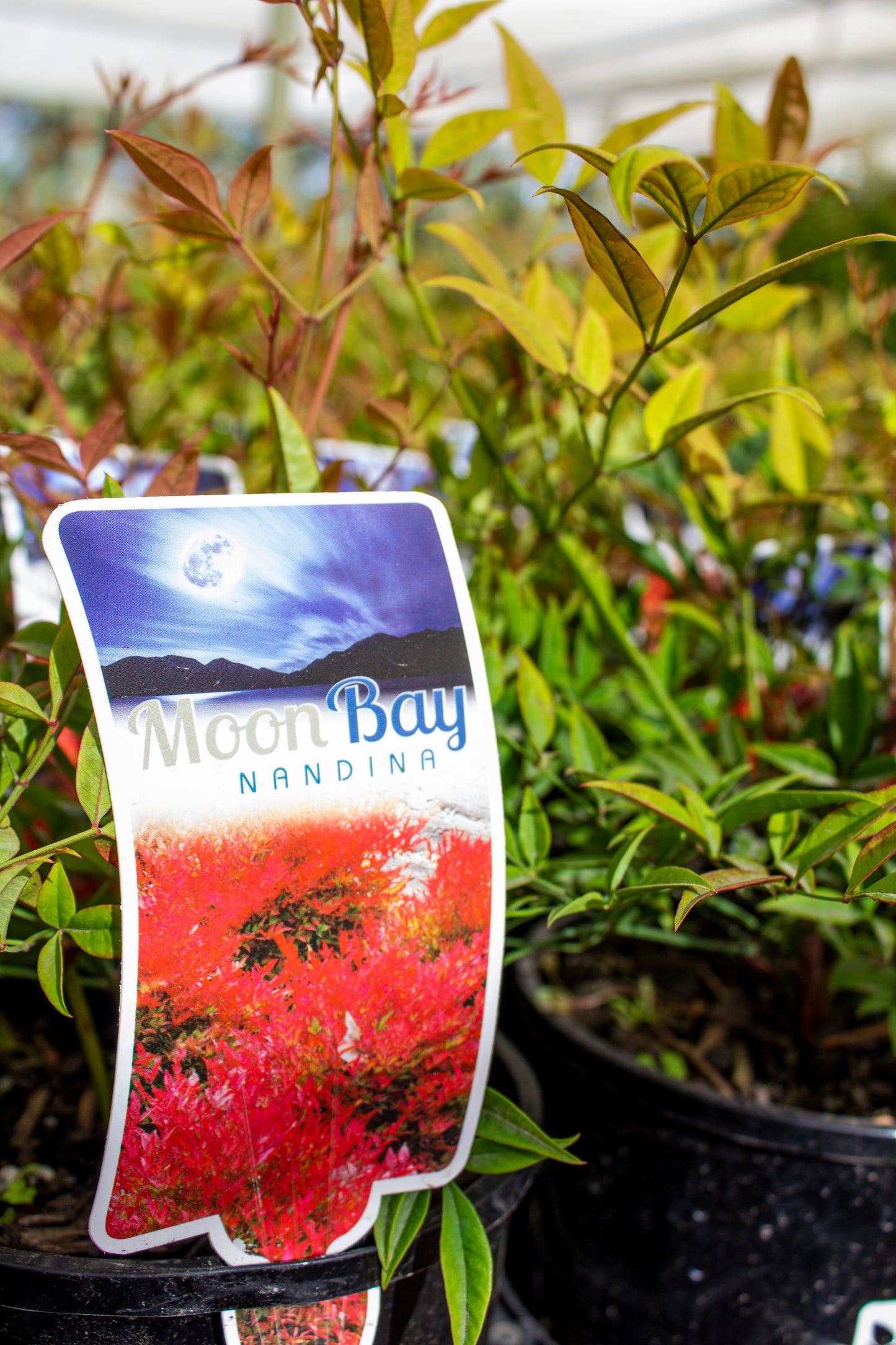 NANDINA MOONBAY 140MM