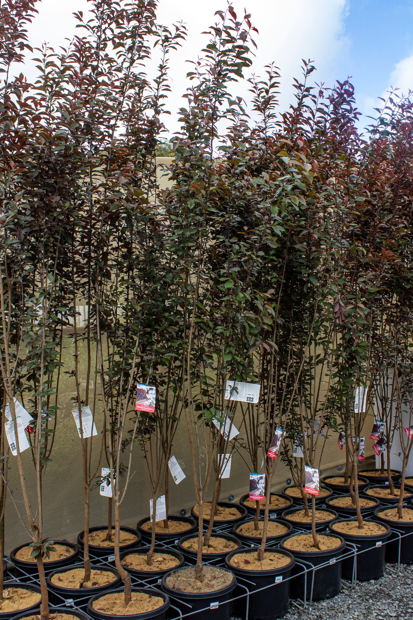 FLOWERING PLUM PRUNUS CERASIFFERA OAKVILLE CRIMSON SPIRE 330MM