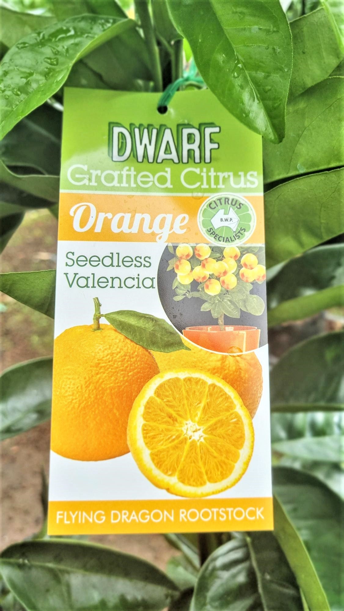 NEW SEASON CITRUS DWARF ORANGE SEEDLESS VALENCIA